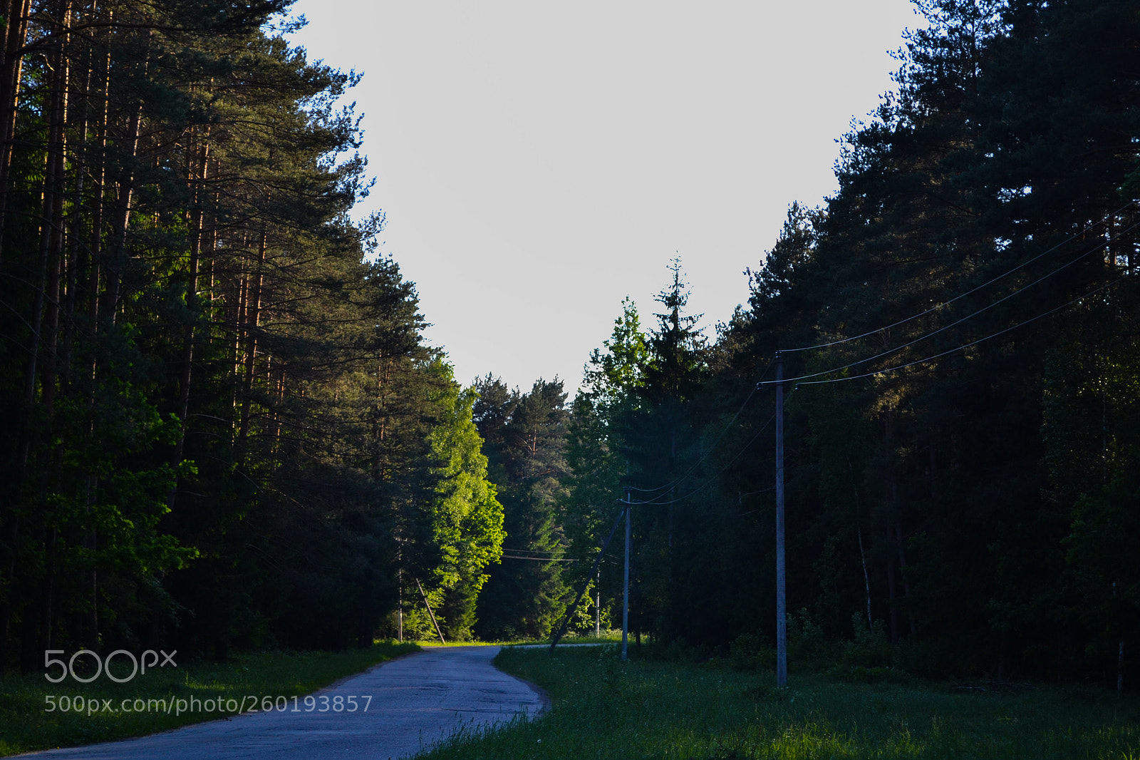 Nikon D3100 sample photo. Lonely forest road photography
