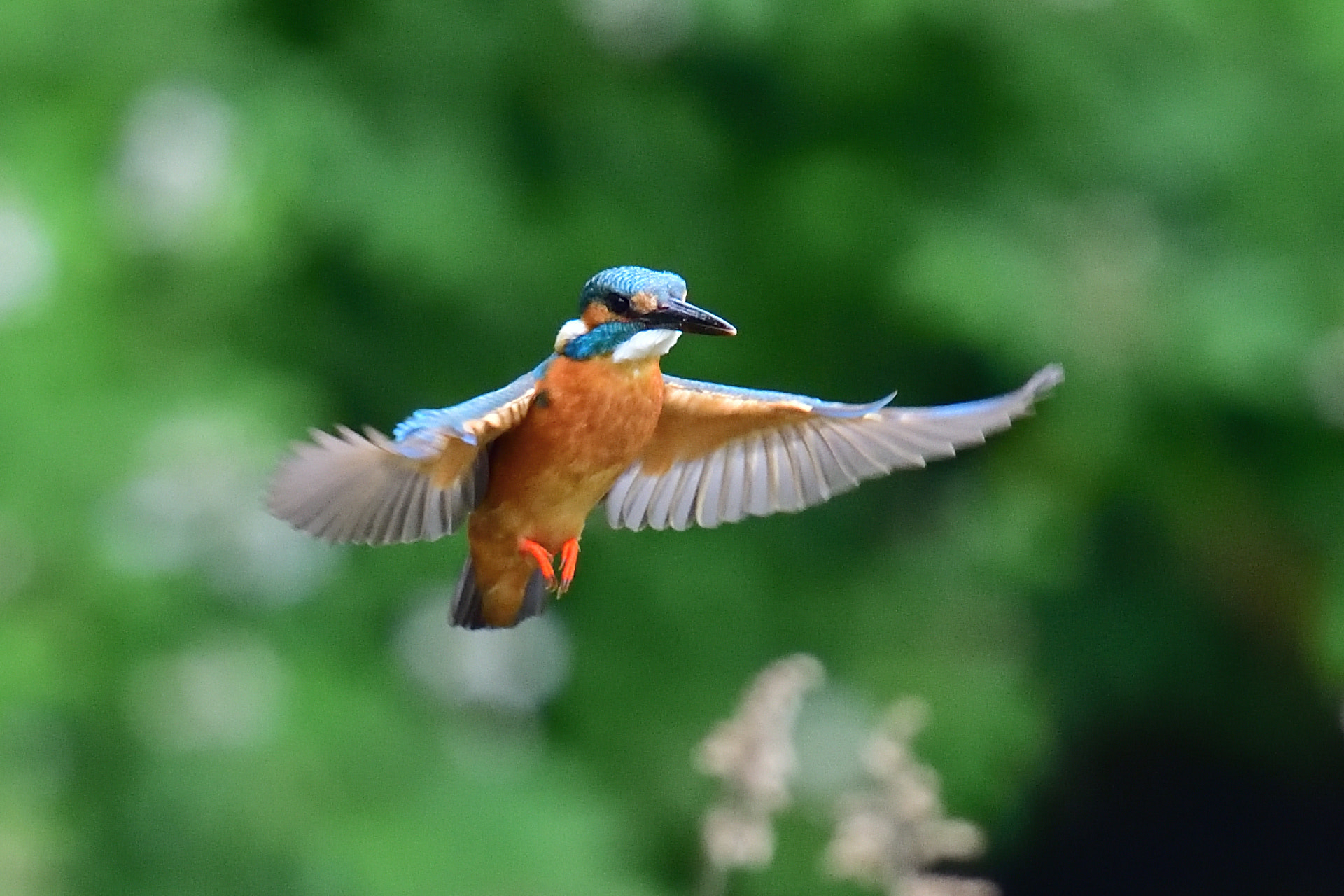 Nikon Nikkor AF-S 300mm F4E PF ED VR sample photo. Kingfisher 翡翠 photography