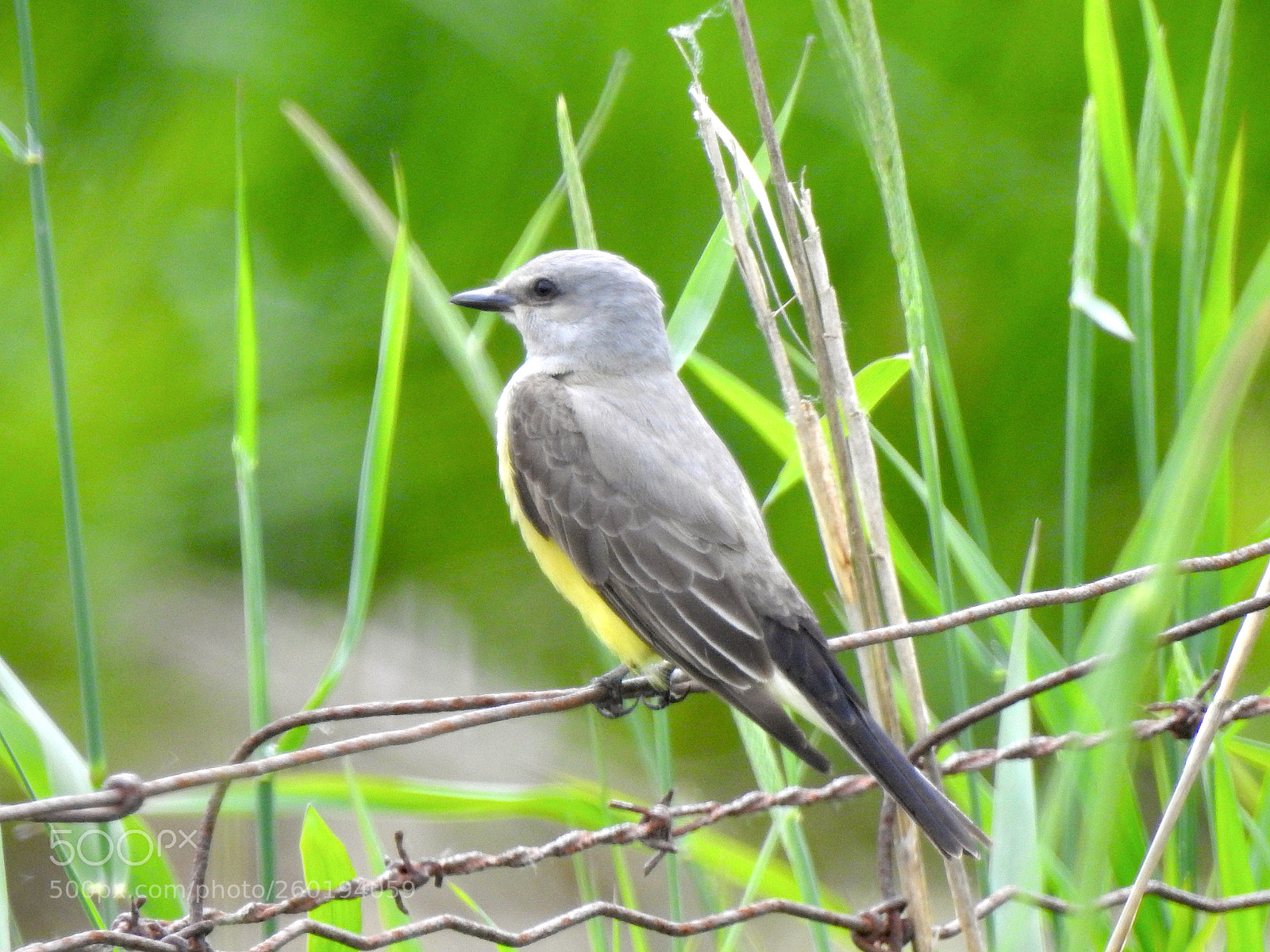 Nikon Coolpix P900 sample photo. Western kingbird photography