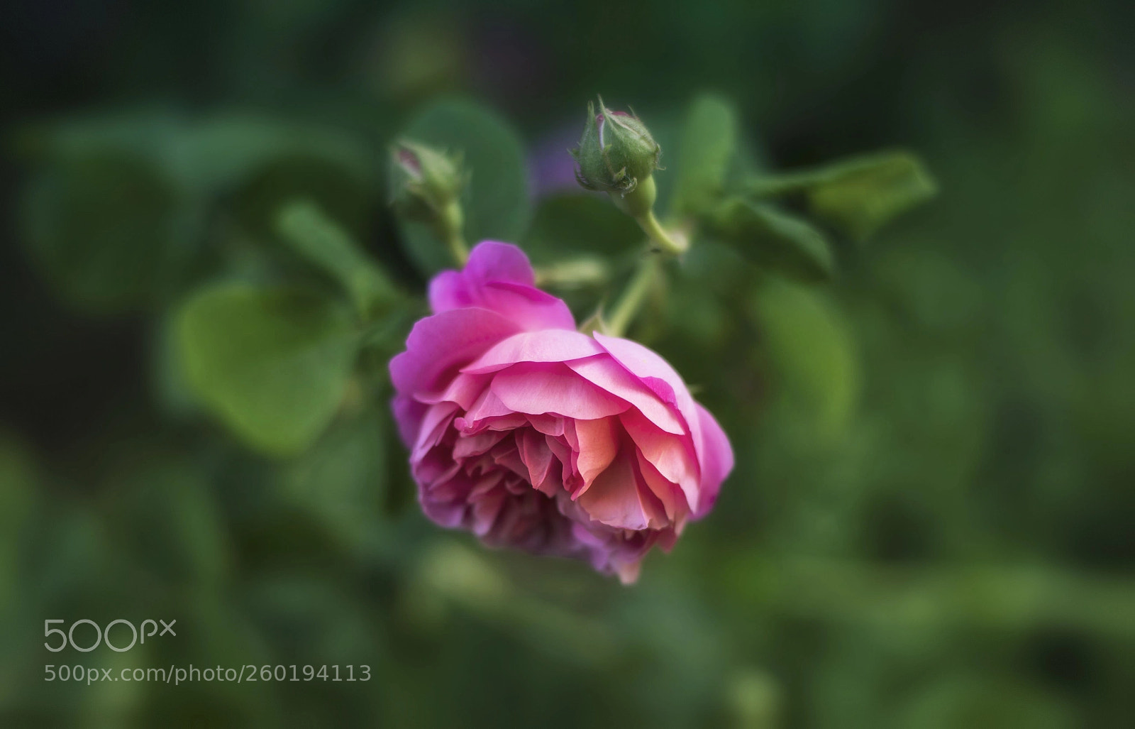 Nikon D750 sample photo. Untitled photography