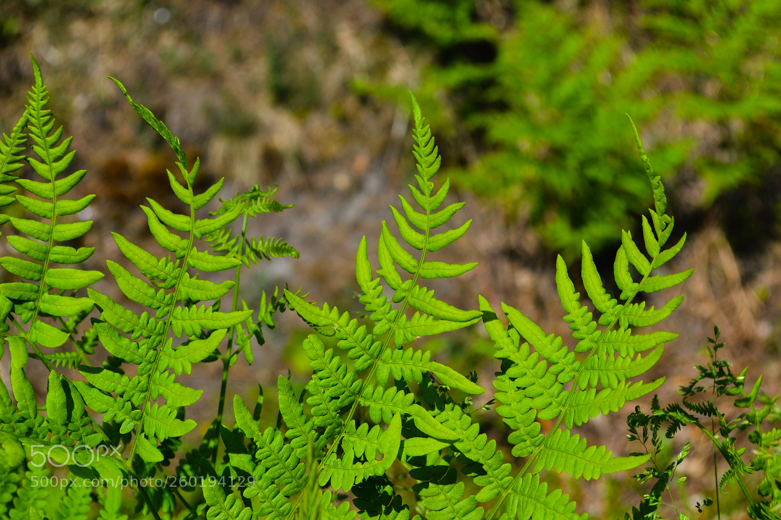 Nikon D3100 sample photo. Green leaves photography