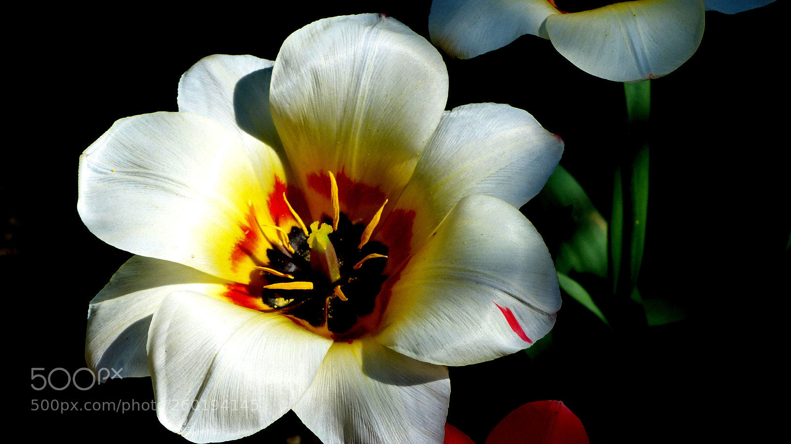 Panasonic Lumix DMC-FZ200 sample photo. Tulip. photography
