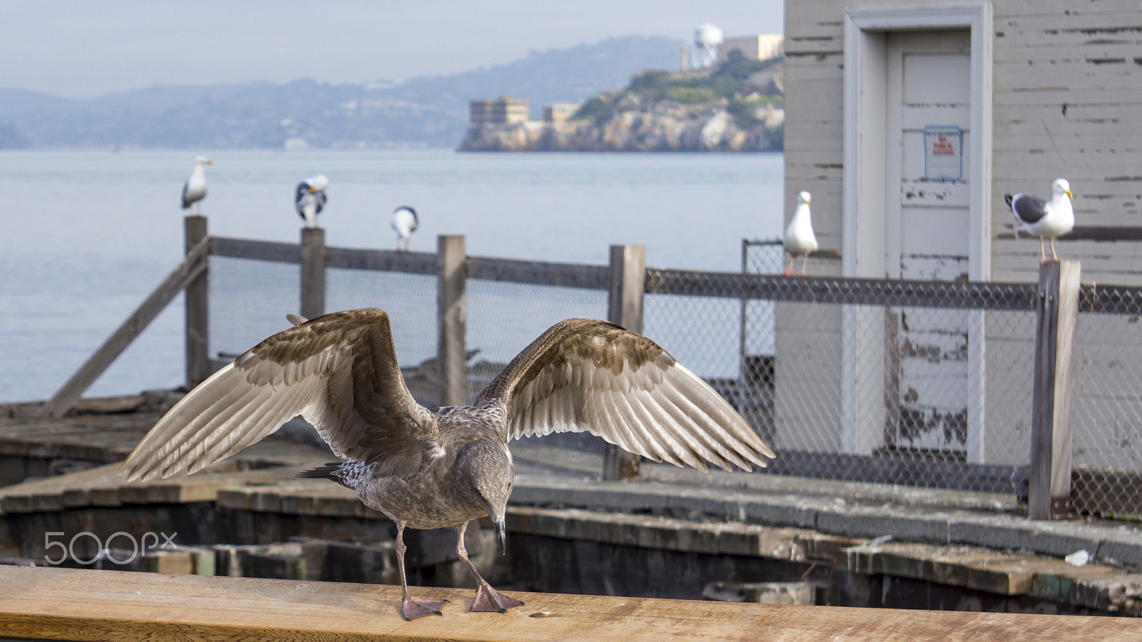Sony Alpha NEX-7 sample photo. San francisco sea gull photography