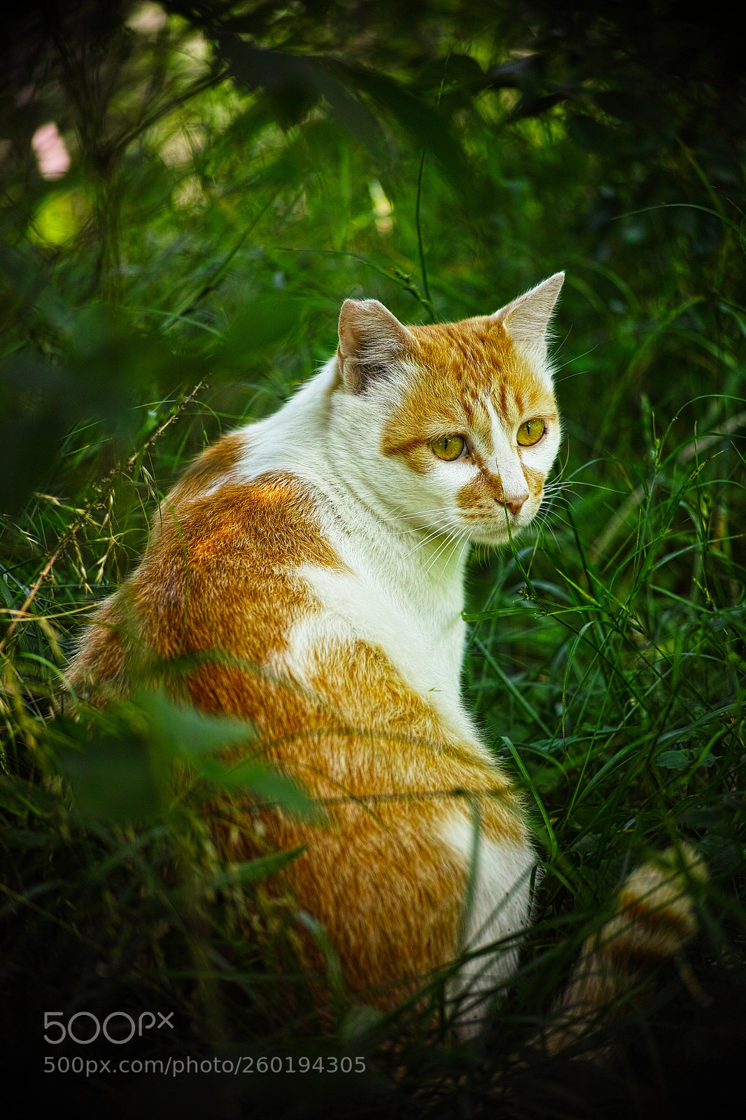 Sigma DP3 Merrill sample photo. Cat every day photography