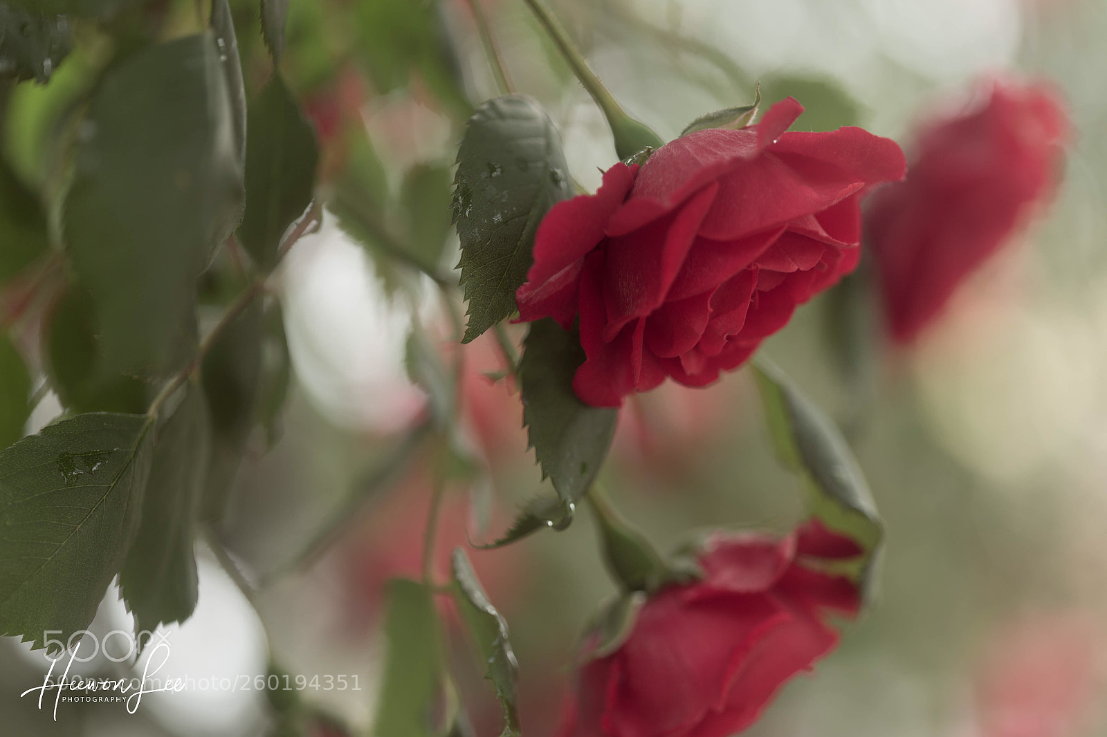 Canon EOS 6D sample photo. Lastday of may photography