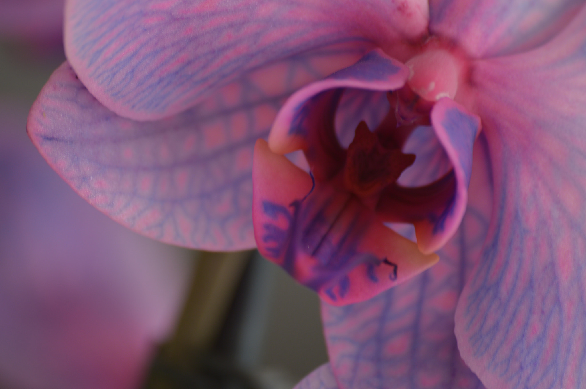 Sigma 70-300mm F4-5.6 APO DG Macro sample photo. Sphalaenopsis photography