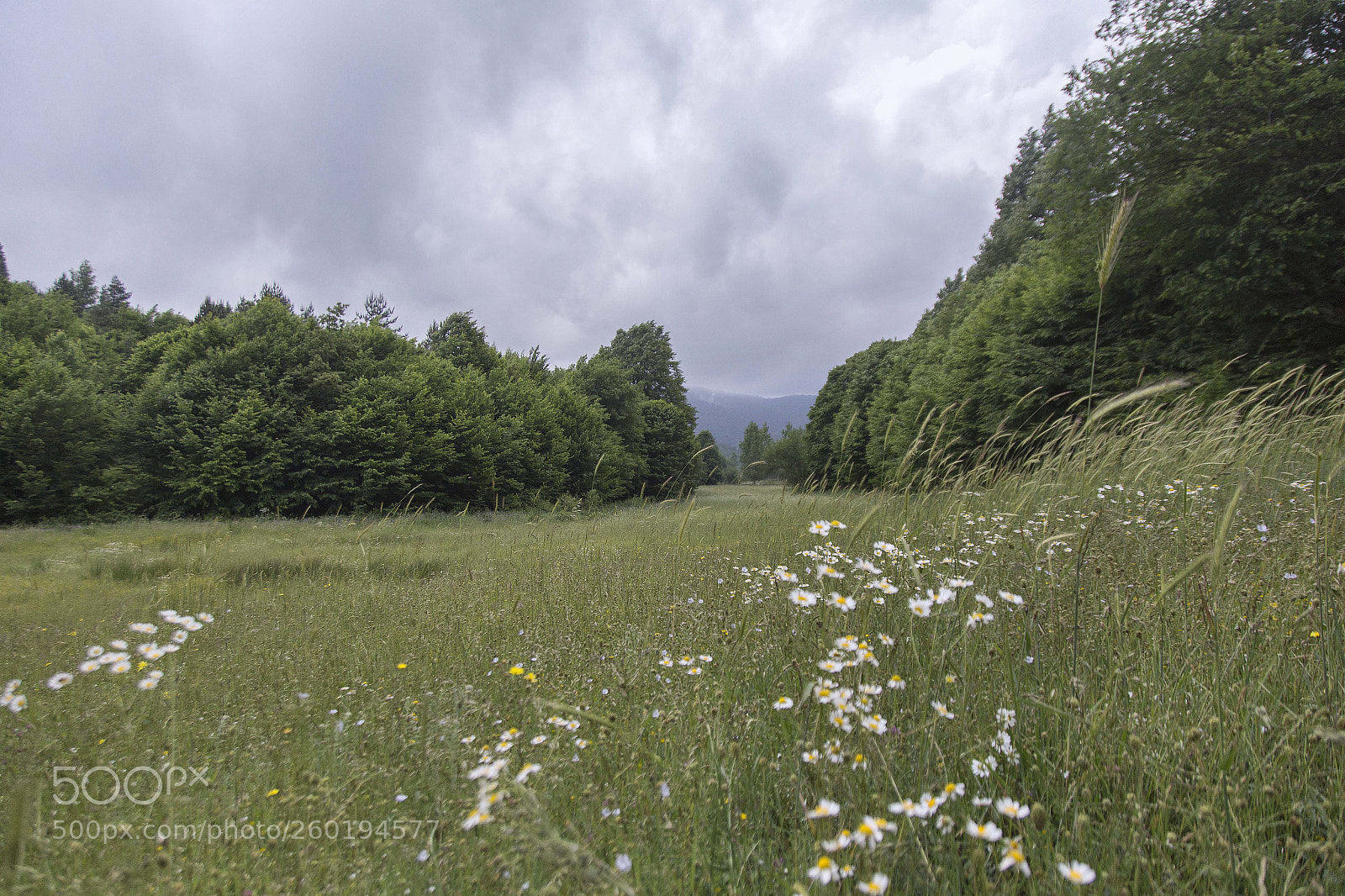 Canon EOS 6D sample photo. Img photography