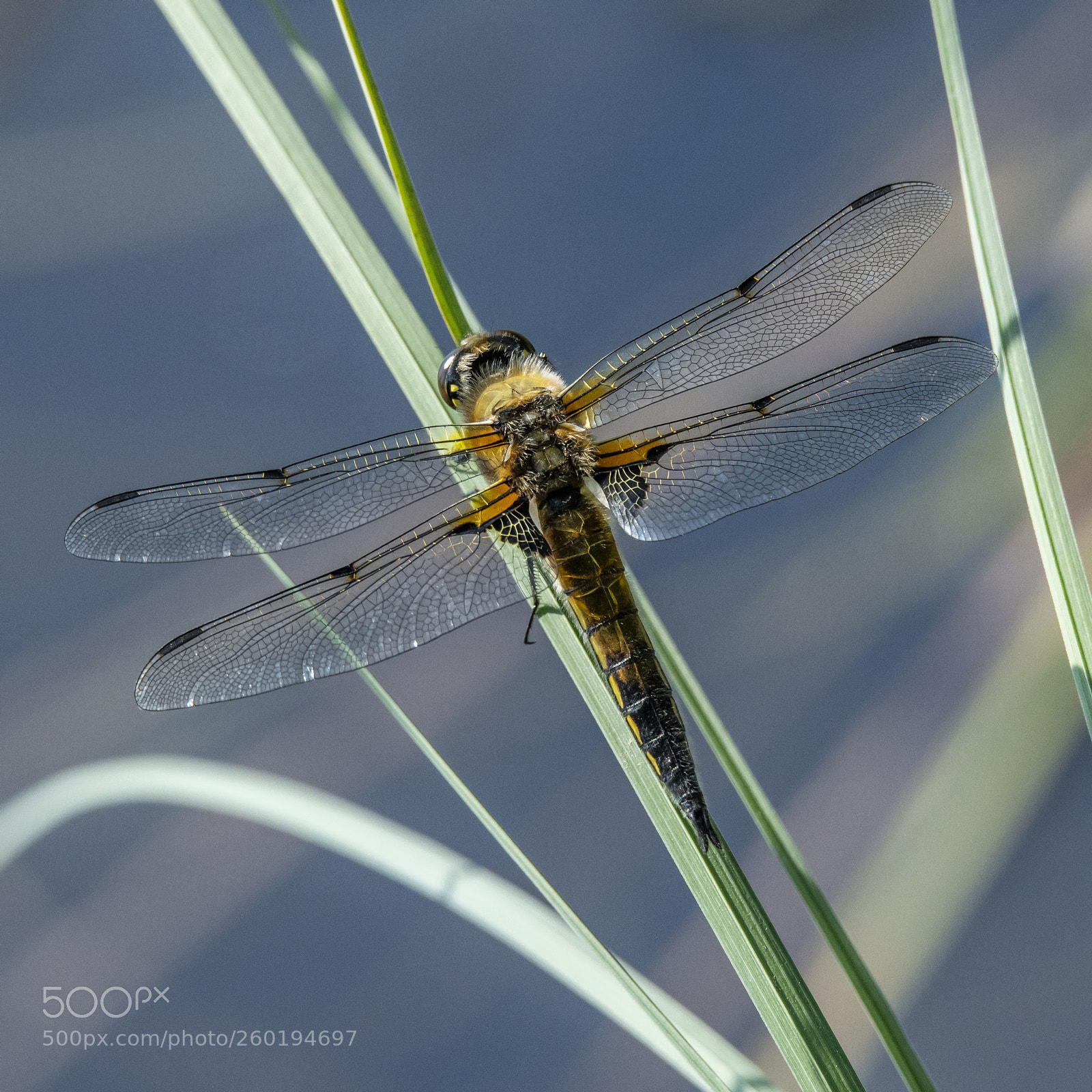 Nikon D850 sample photo. Libellula quadrimaculata photography