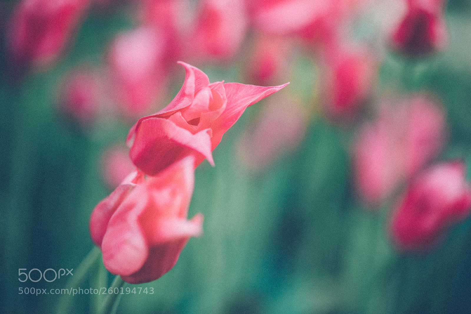Canon EOS 5D Mark IV sample photo. Pretty in pink photography