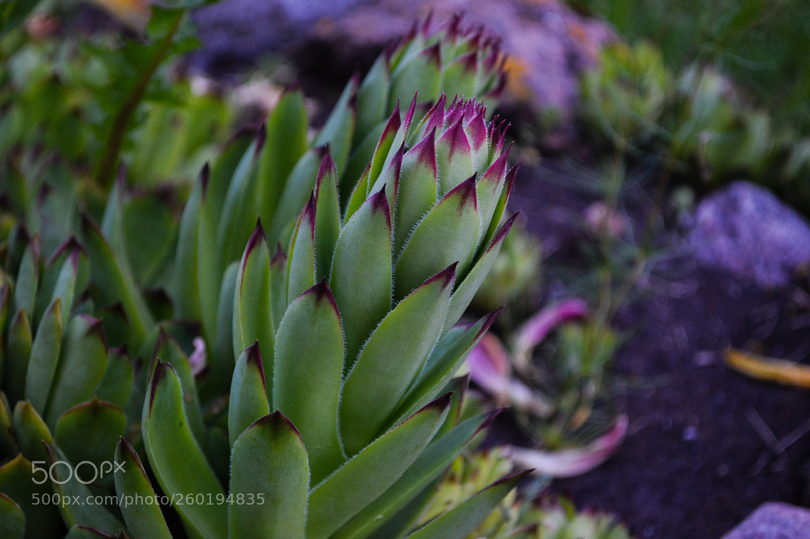 Nikon D3100 sample photo. Flower leaves photography