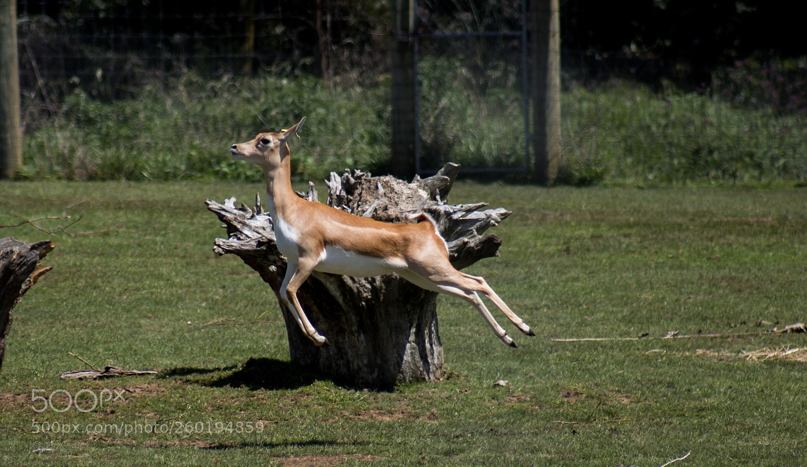 Canon EOS 70D sample photo. Jump for joy photography