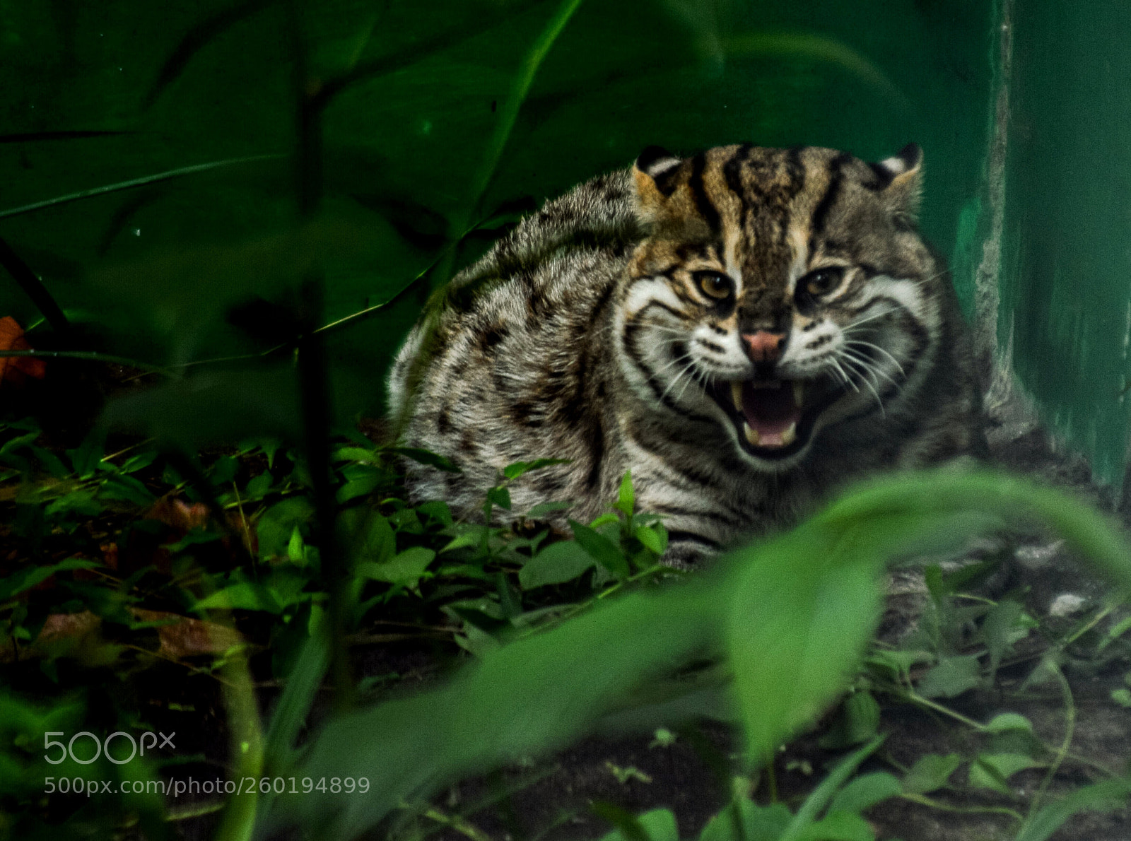 Nikon D3200 sample photo. Fishing cat photography