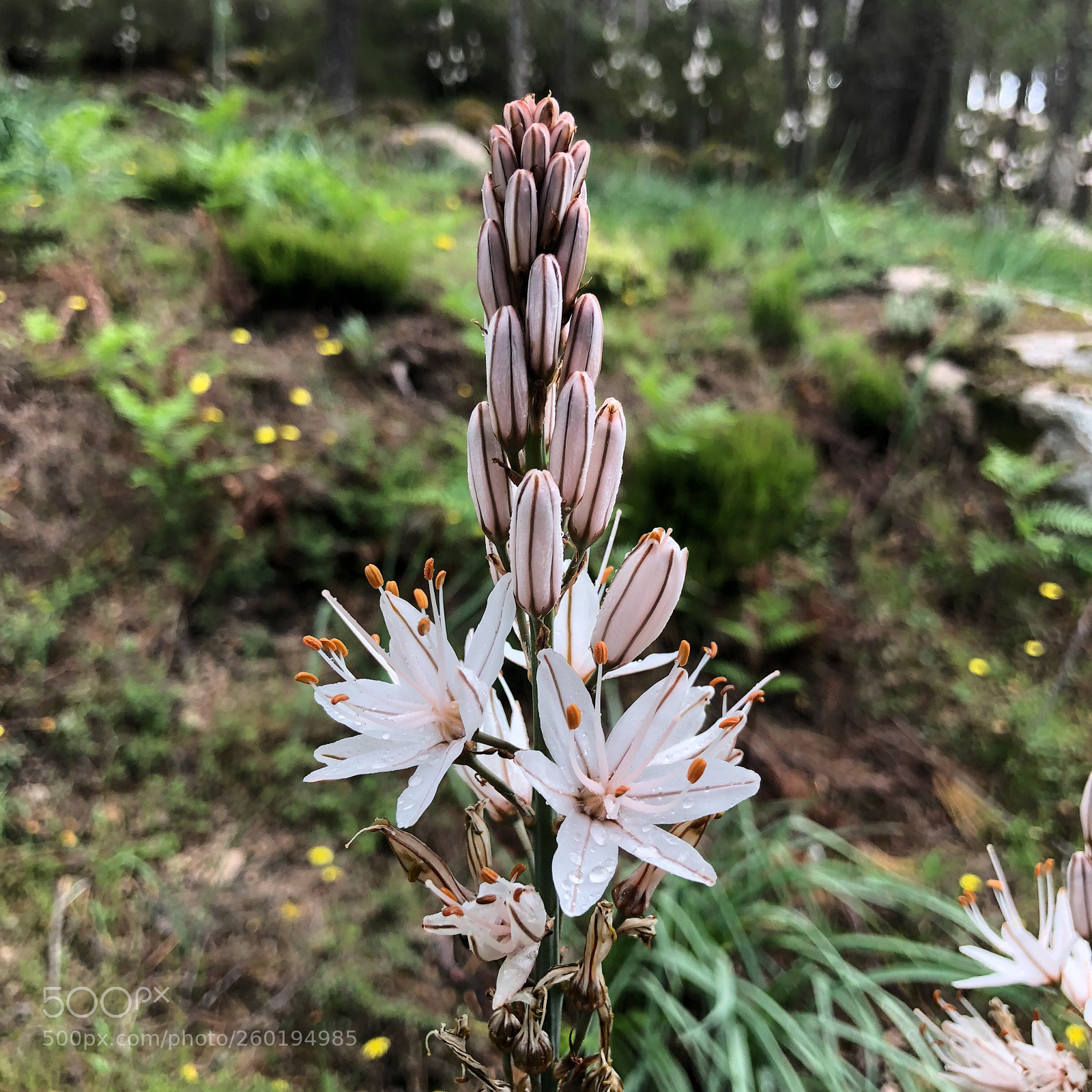 Apple iPhone X sample photo. Au bord des sentiers photography