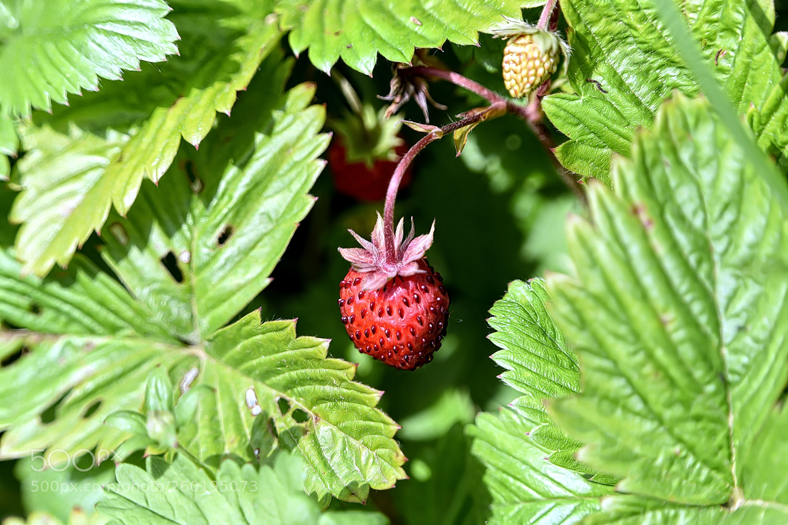 Nikon D750 sample photo. Wild strawberry photography