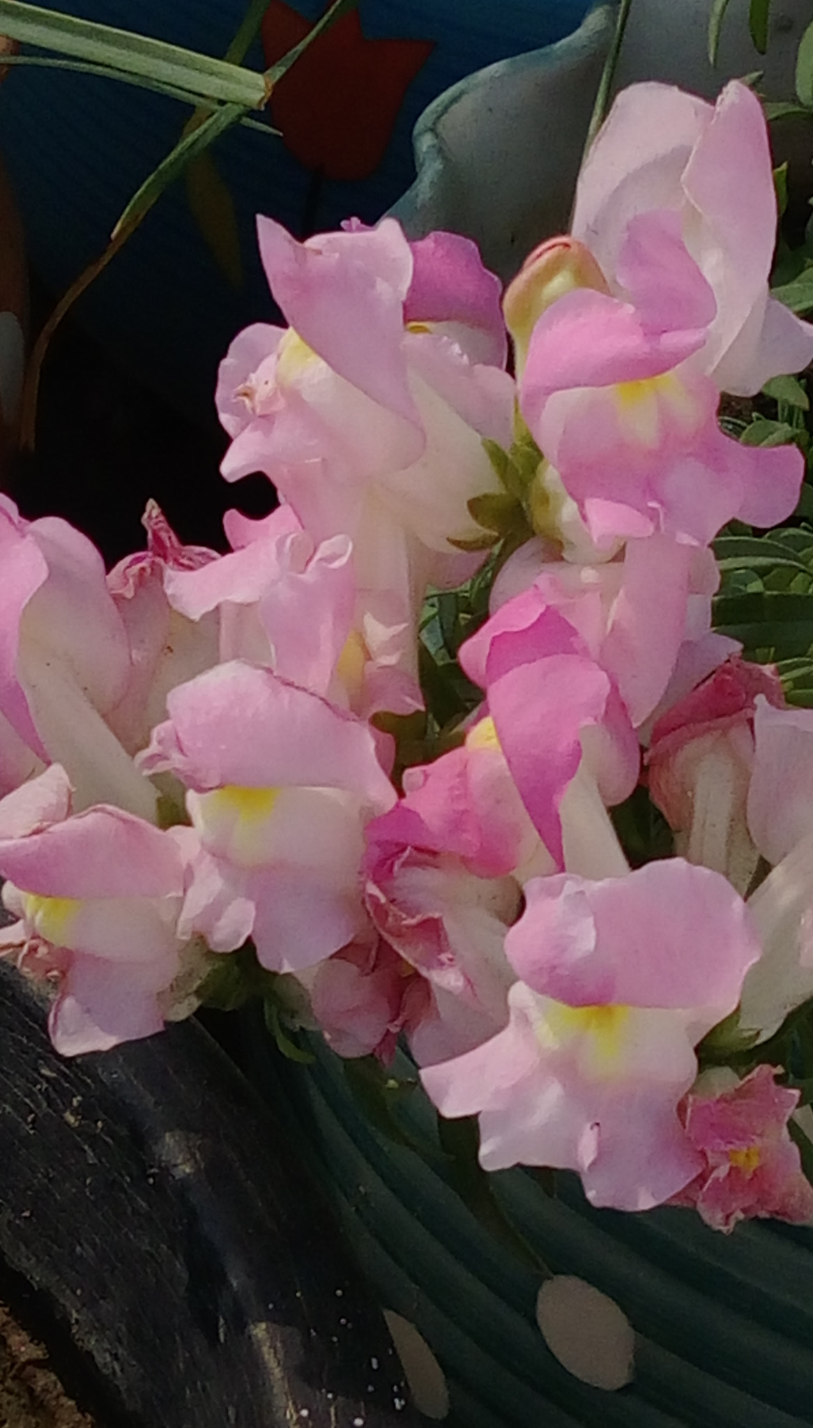 HTC DESIRE 828 DUAL SIM sample photo
