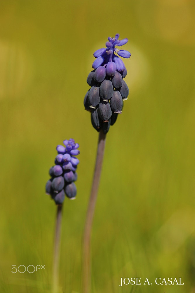 Sigma 105mm F2.8 EX DG Macro sample photo. Nazarenos photography