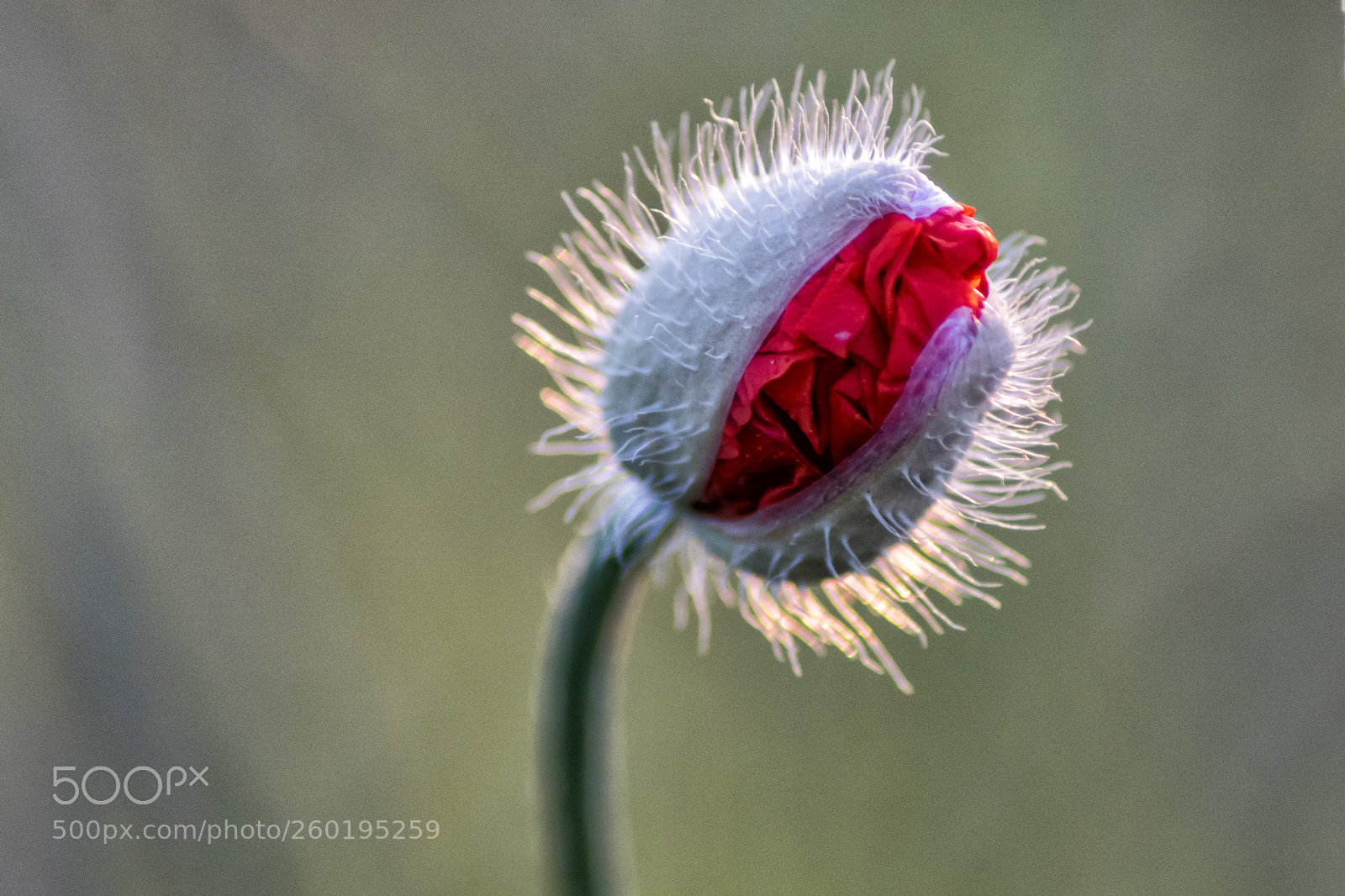 Sony ILCA-77M2 sample photo. Poppy photography