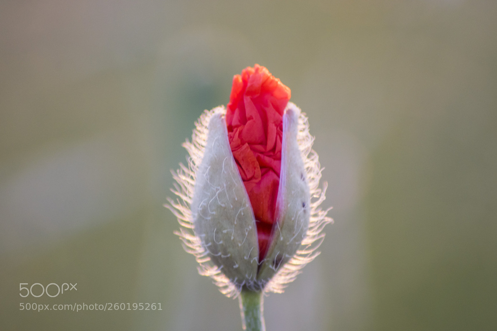 Sony ILCA-77M2 sample photo. Poppy photography