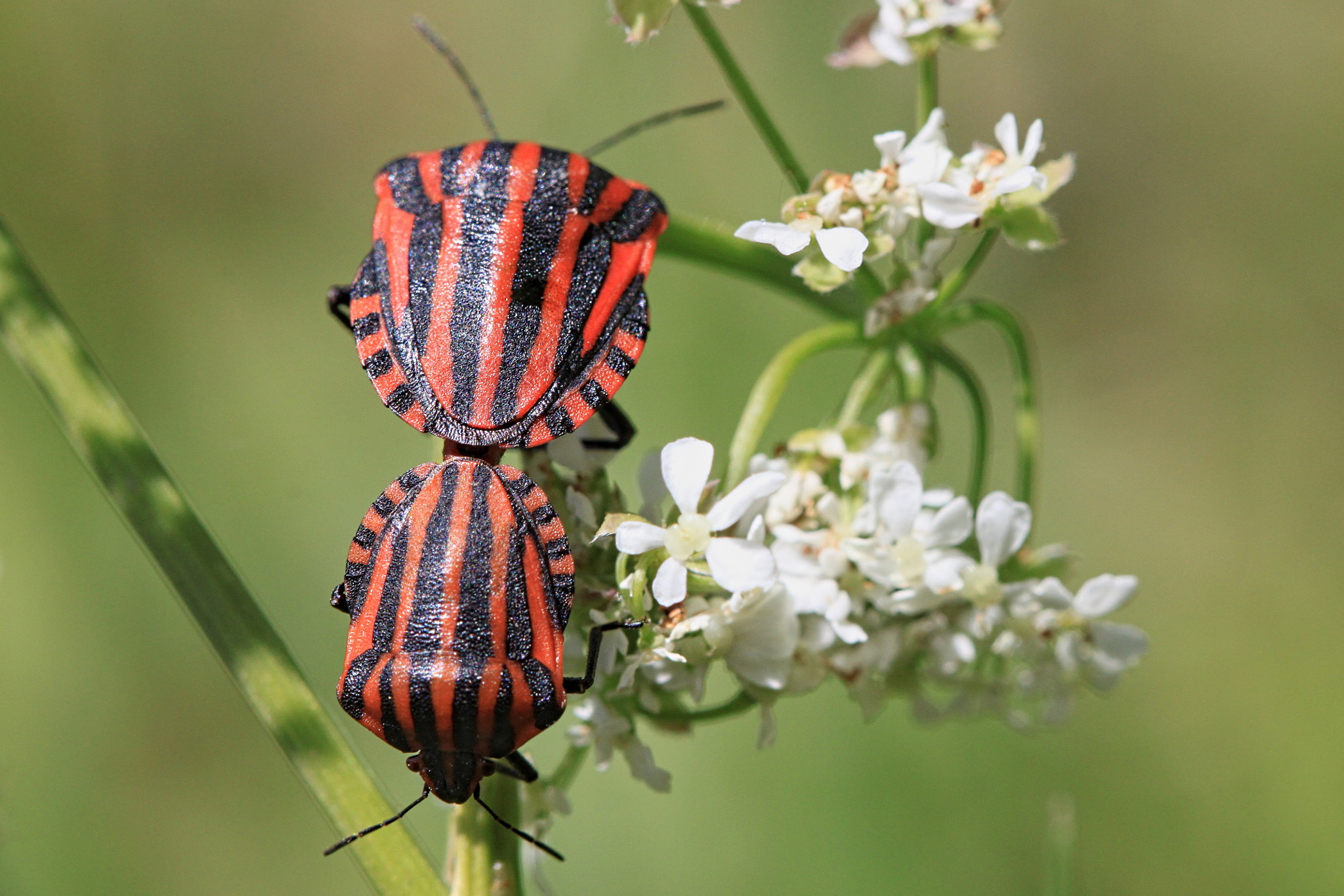 Canon EF 100mm F2.8 Macro USM sample photo. Punaise arlequin photography