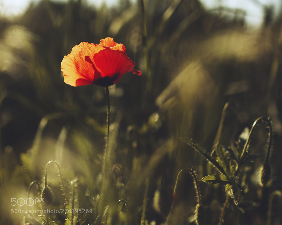 Canon EOS 5D Mark II sample photo. Poppies photography