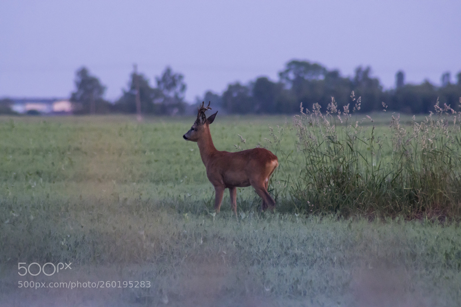 Sony ILCA-77M2 sample photo. Deer photography