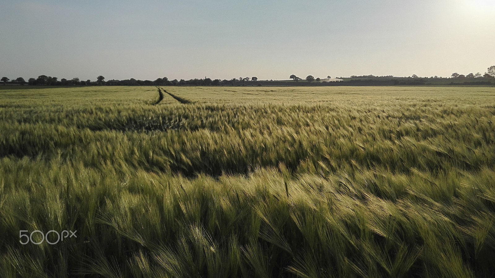 HUAWEI Honor 7 sample photo. Barley photography