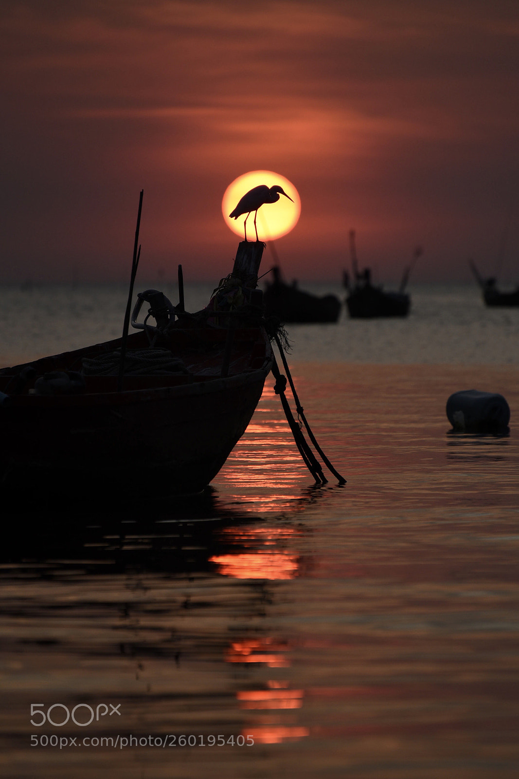 Nikon D750 sample photo. Basking in the sunset photography
