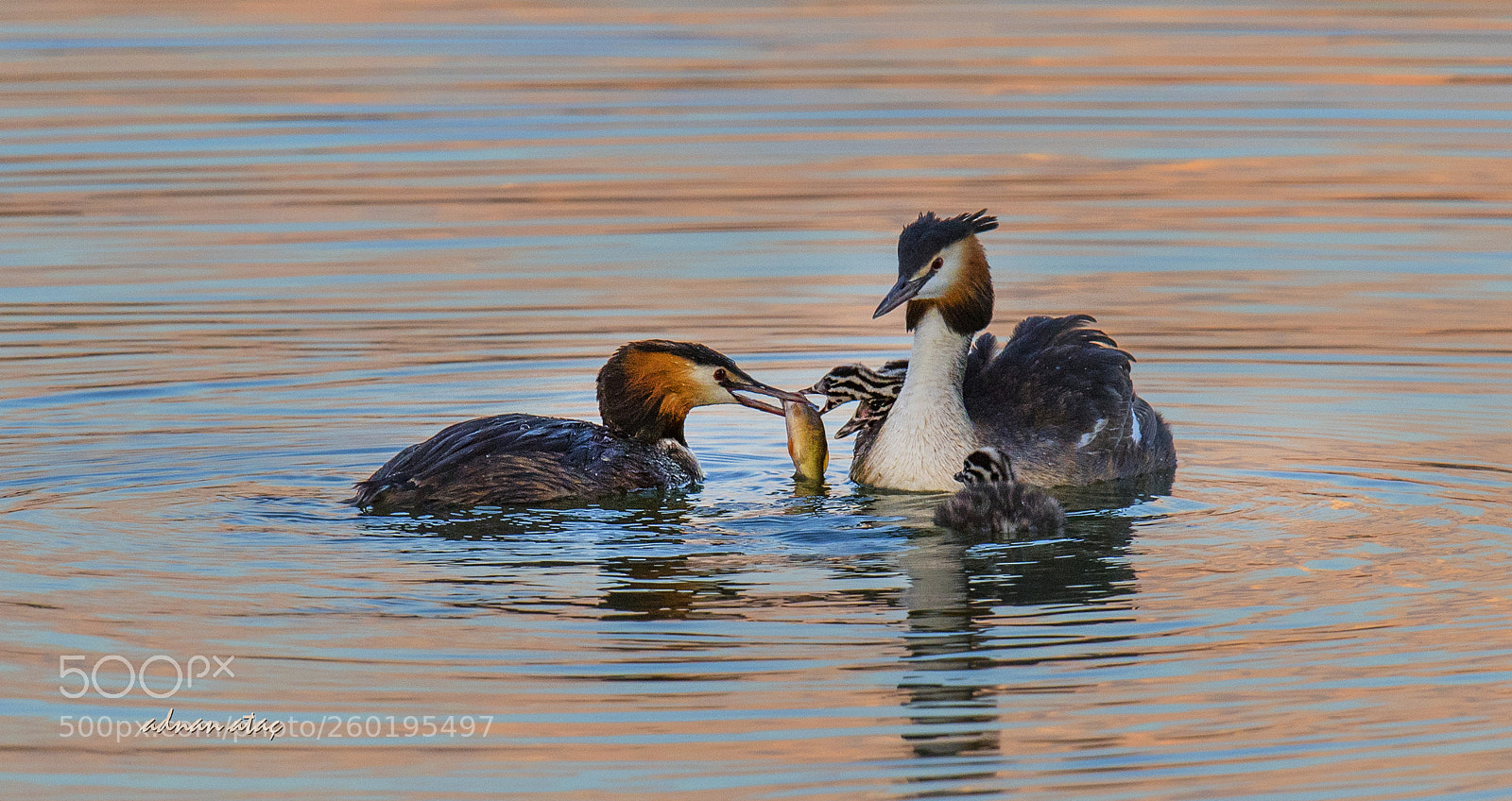 Nikon D5 sample photo. Bahri - great crested photography