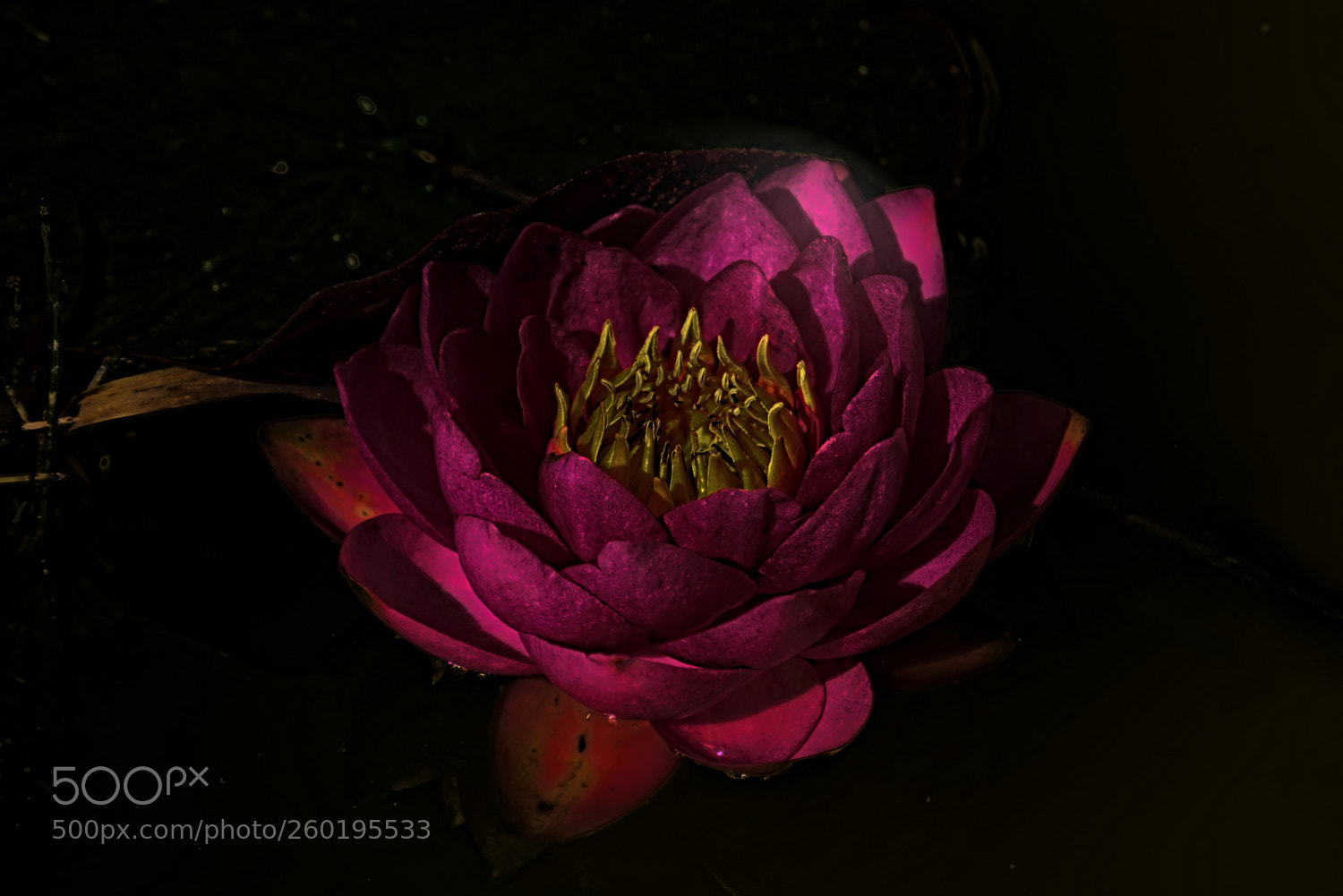 Panasonic Lumix DMC-GX85 (Lumix DMC-GX80 / Lumix DMC-GX7 Mark II) sample photo. Waterlily photography