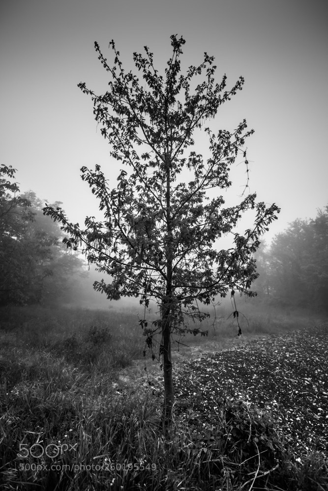 Nikon D7200 sample photo. B&w photography