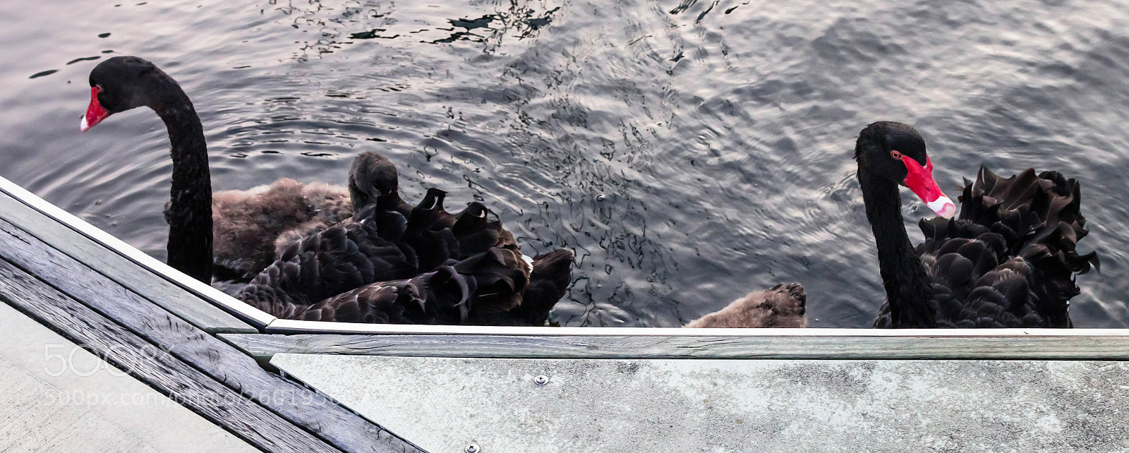 Canon EOS 500D (EOS Rebel T1i / EOS Kiss X3) sample photo. Swans at yarra's edge photography