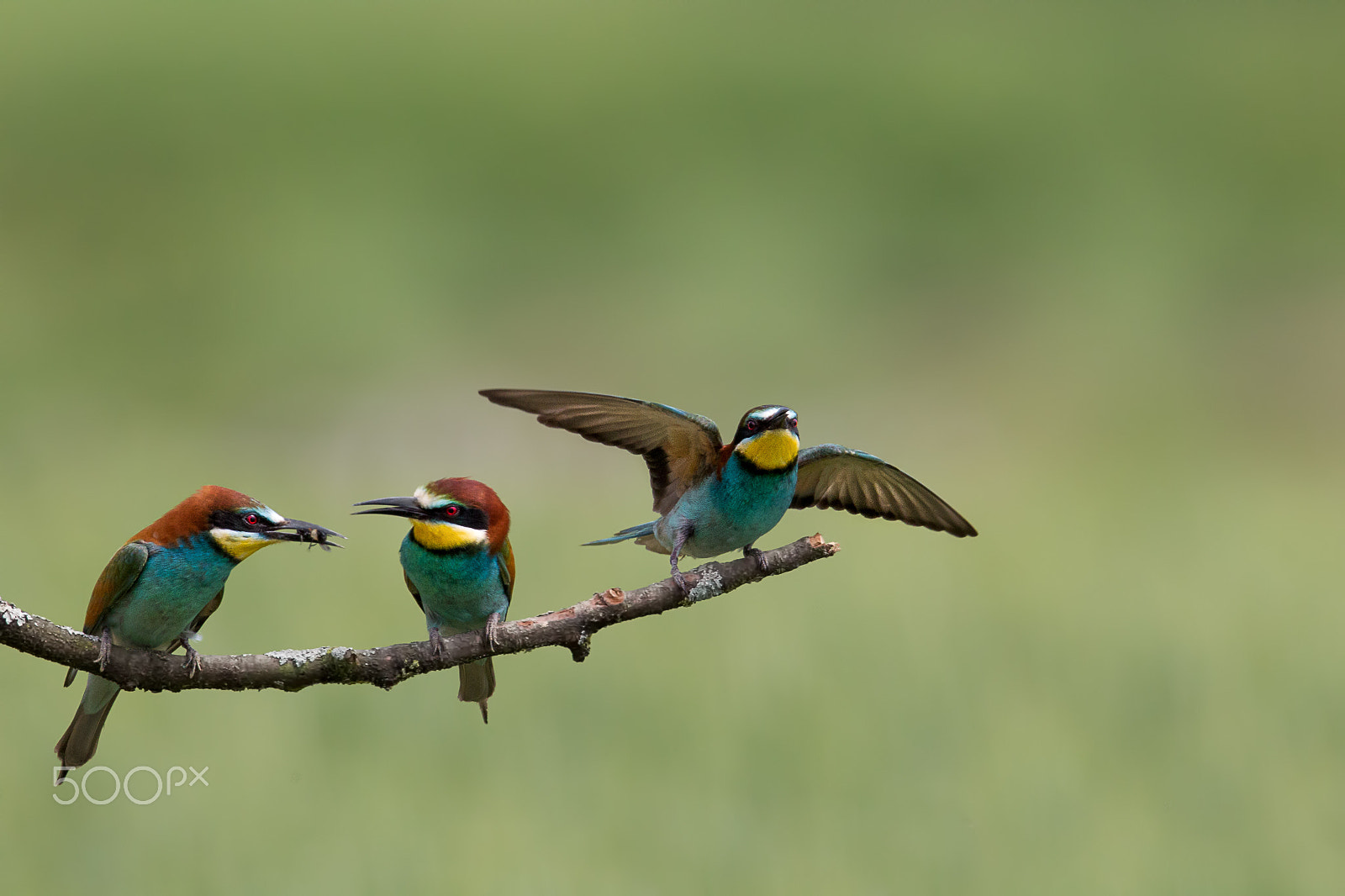 Canon EOS-1D Mark IV sample photo. 3 on a branch - bienenfresser - merops apiaster photography