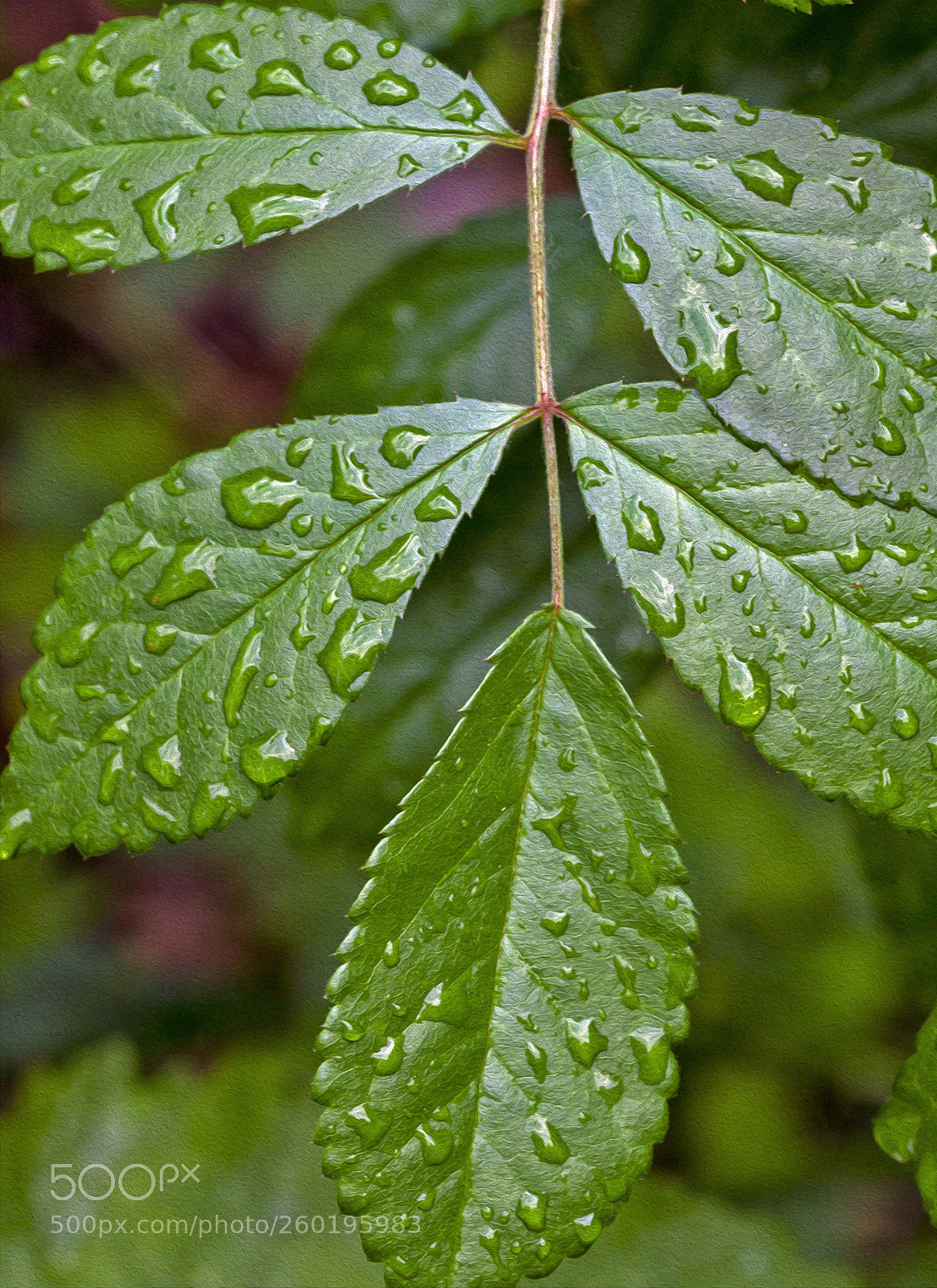 Canon EOS 7D sample photo. Raindrops on leaves 1 photography
