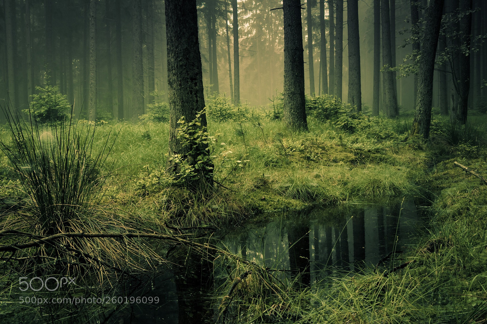 Canon EOS 80D sample photo. Misty forest brook photography