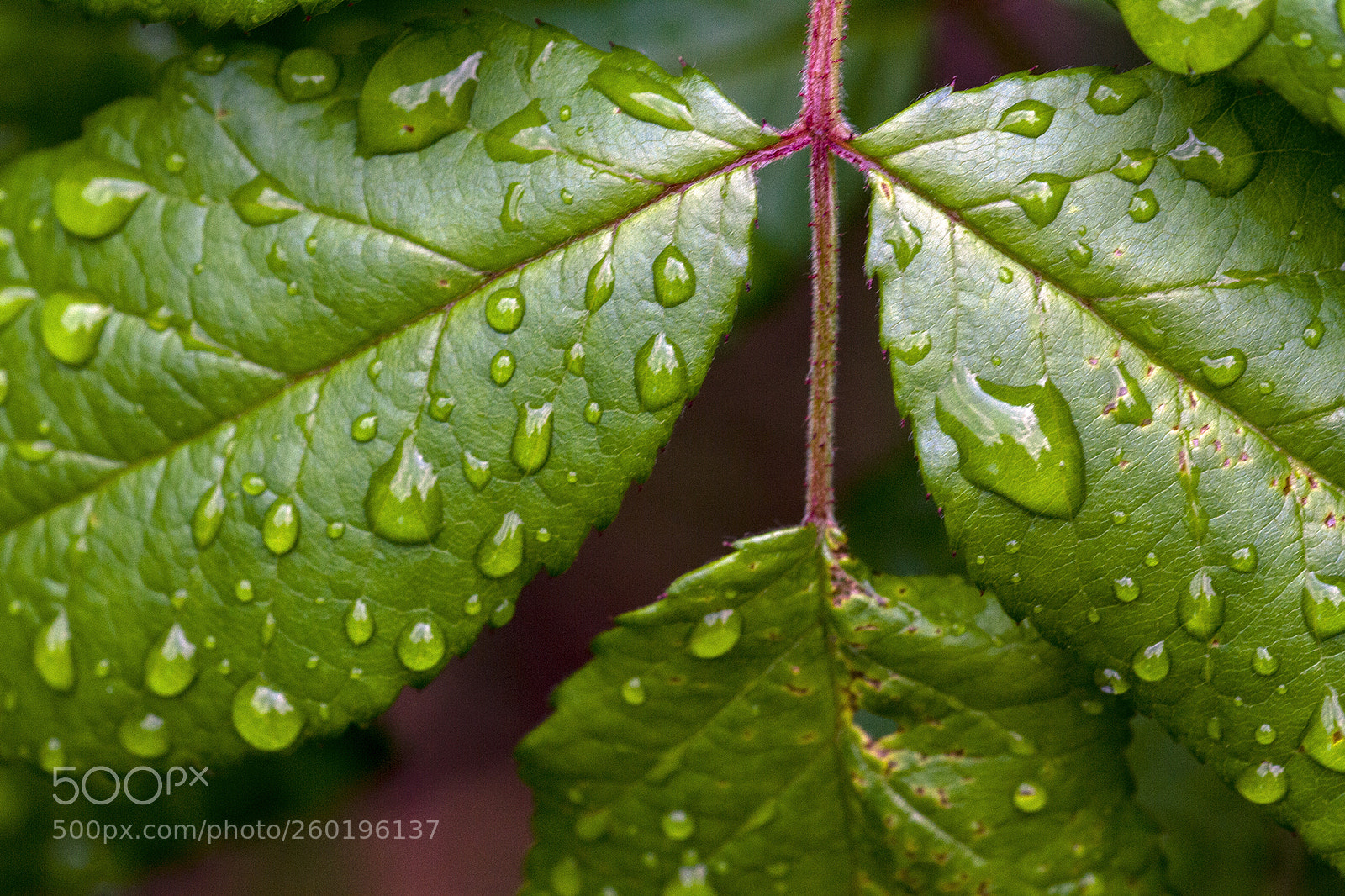Canon EOS 7D sample photo. Raindrops on leaves 2 photography