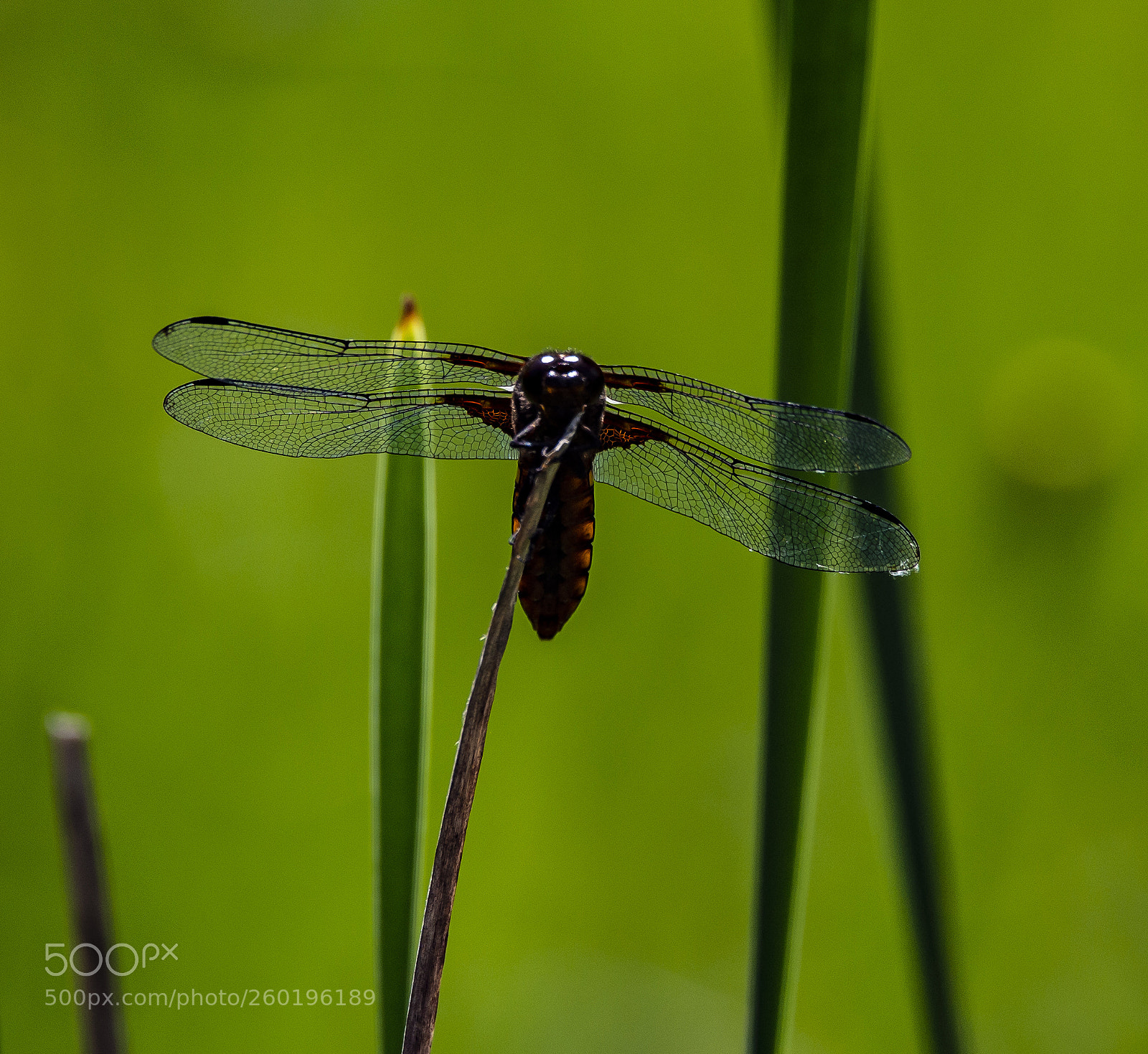 Nikon D4 sample photo. Dragonfly - three photography