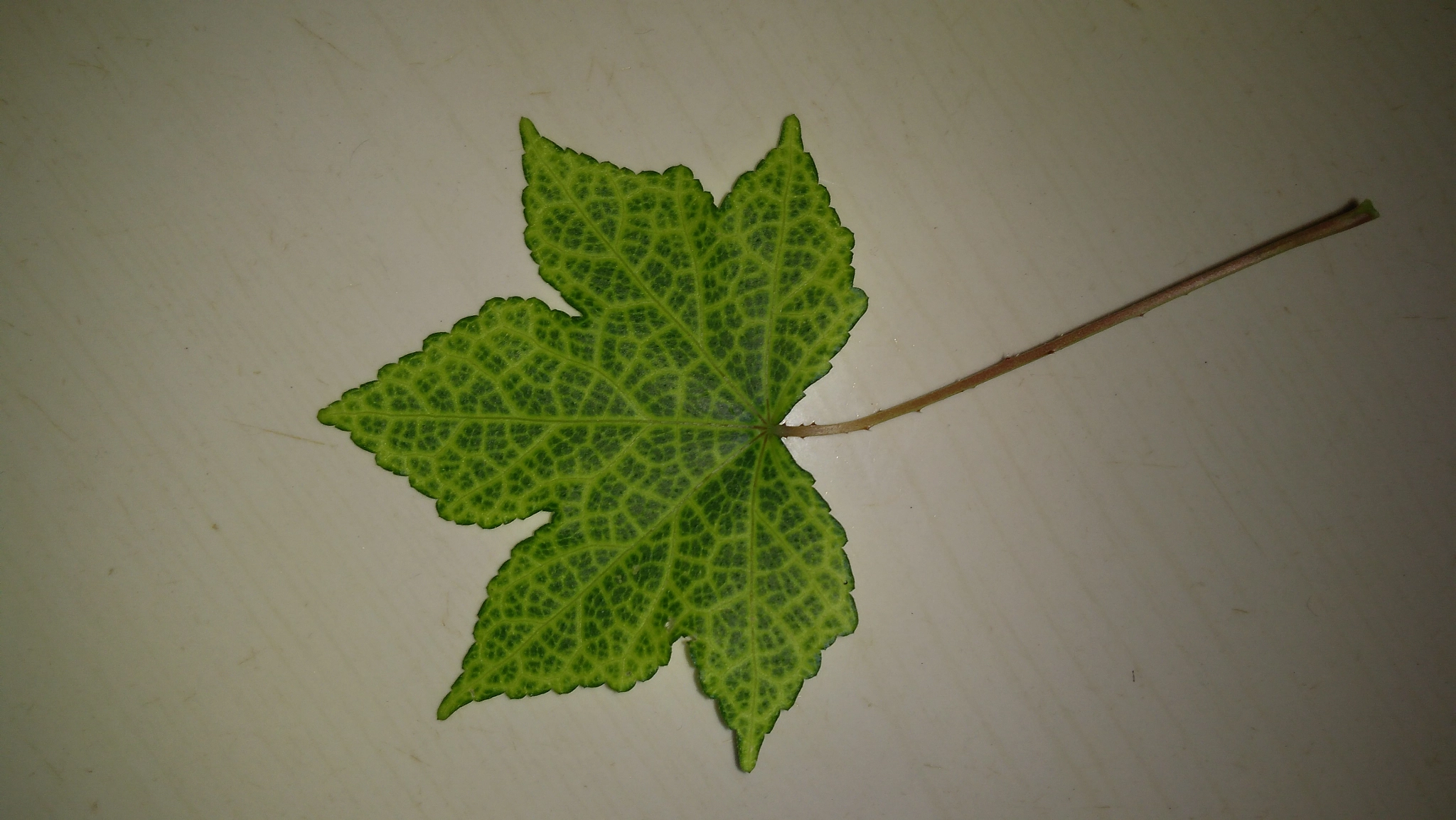 Lenovo K6 NOTE sample photo. Leef photography