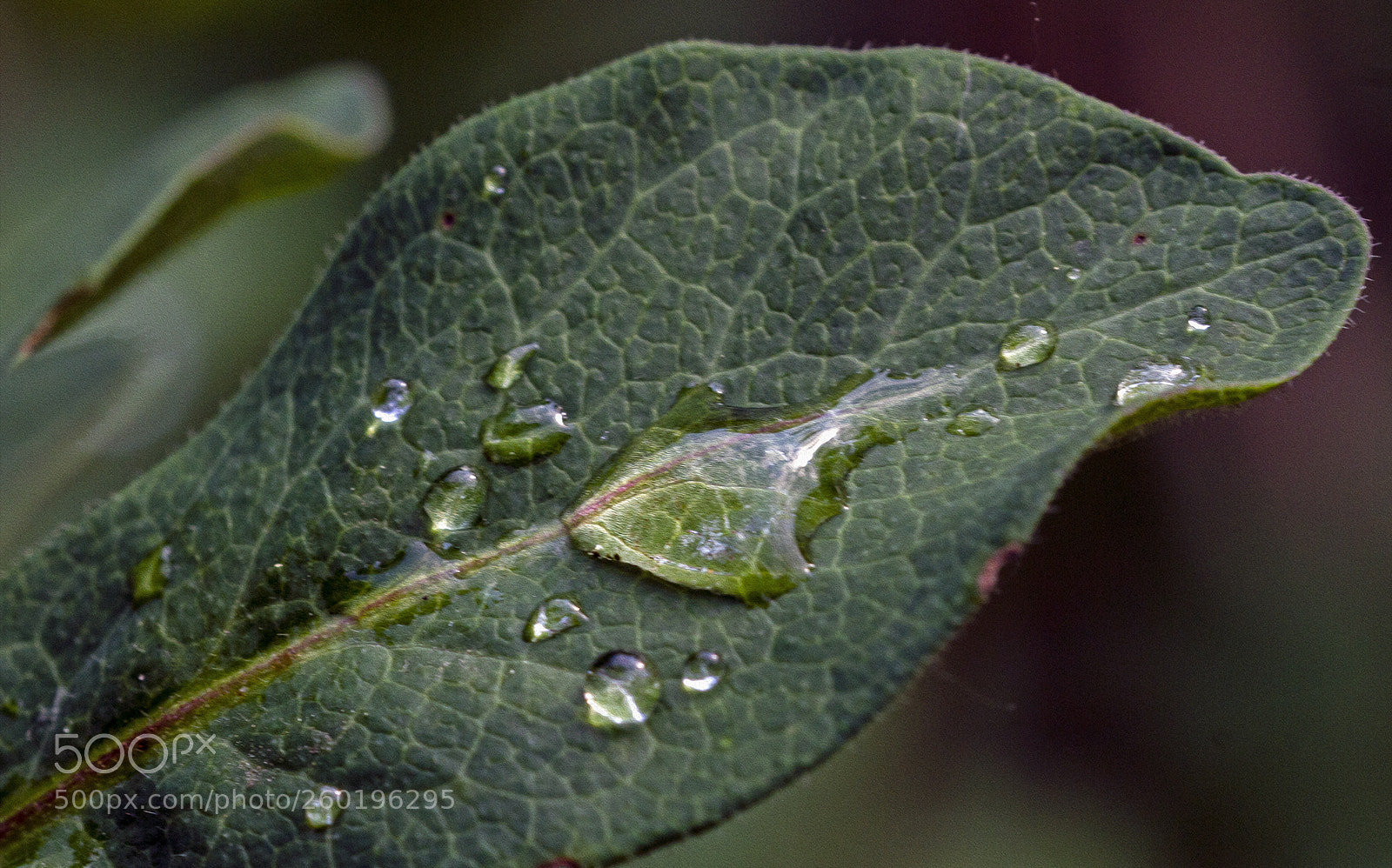 Canon EOS 7D sample photo. Raindrops on leaves 3 photography
