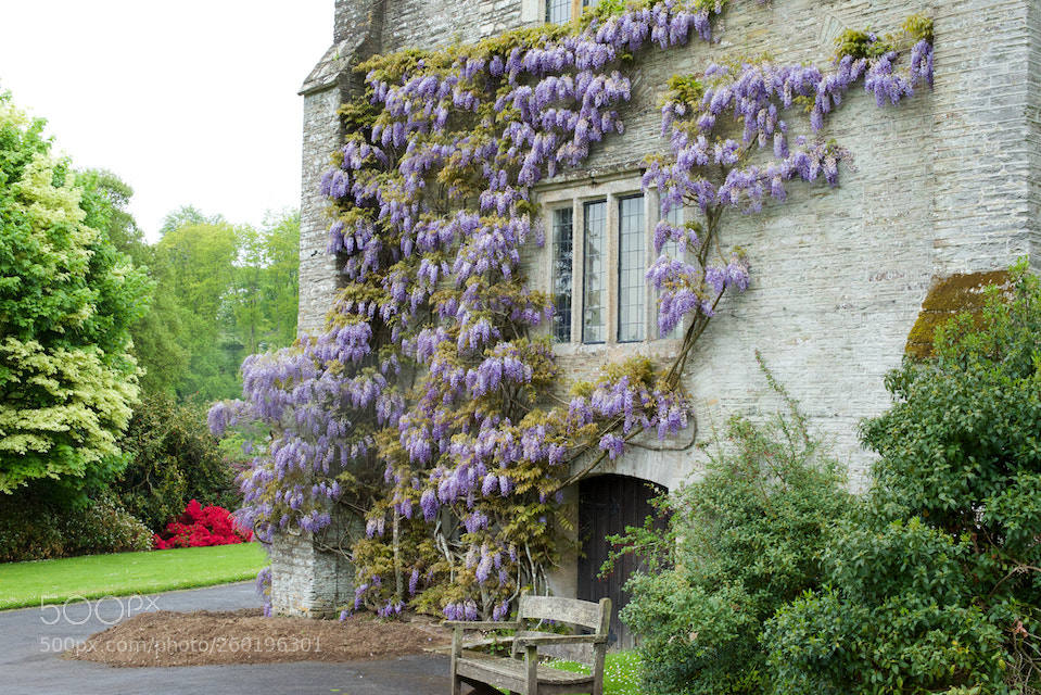 Nikon D600 sample photo. Wisteria at buckland abbey photography