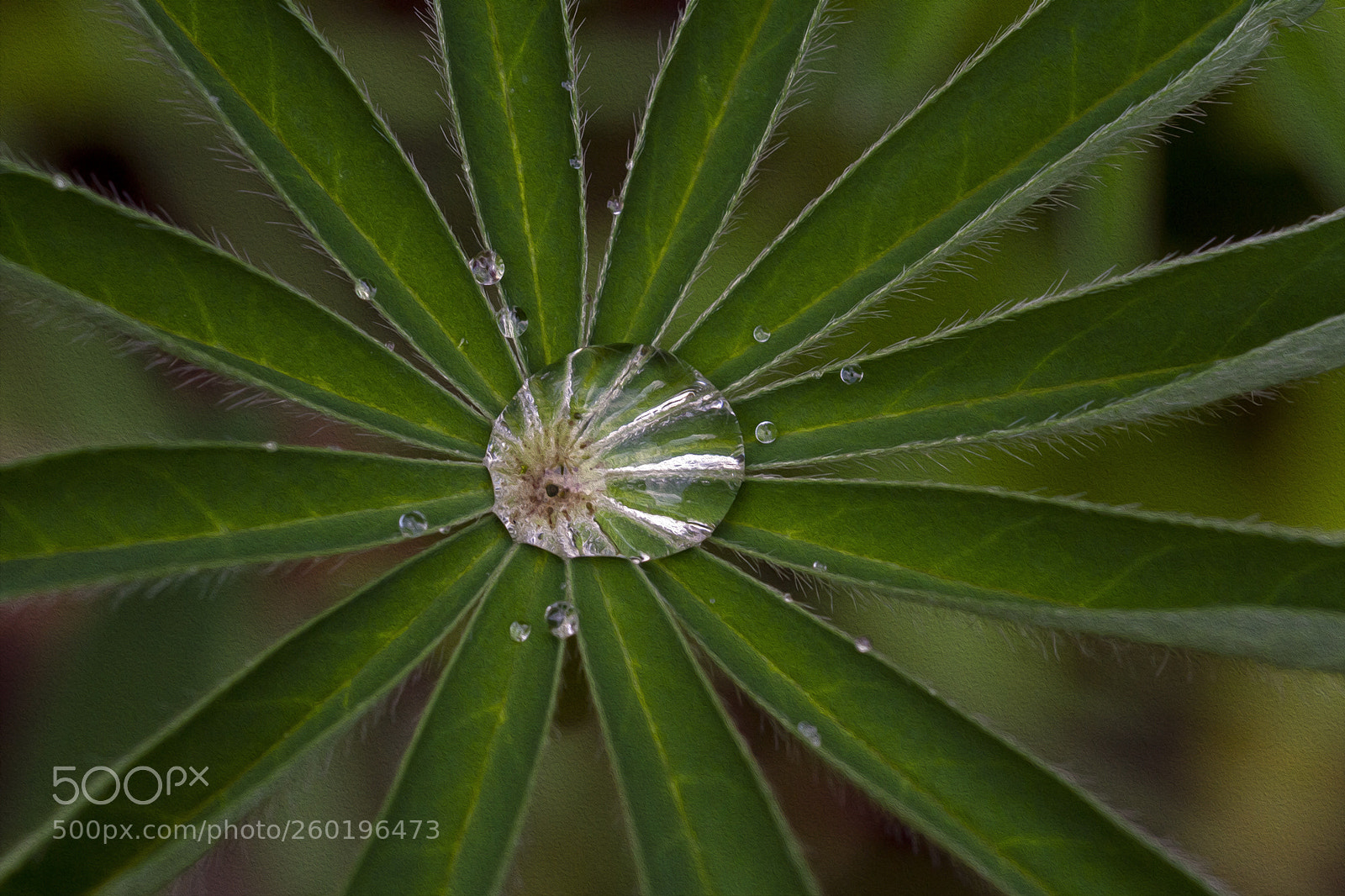 Canon EOS 7D sample photo. Raindrops on leaves 4 photography