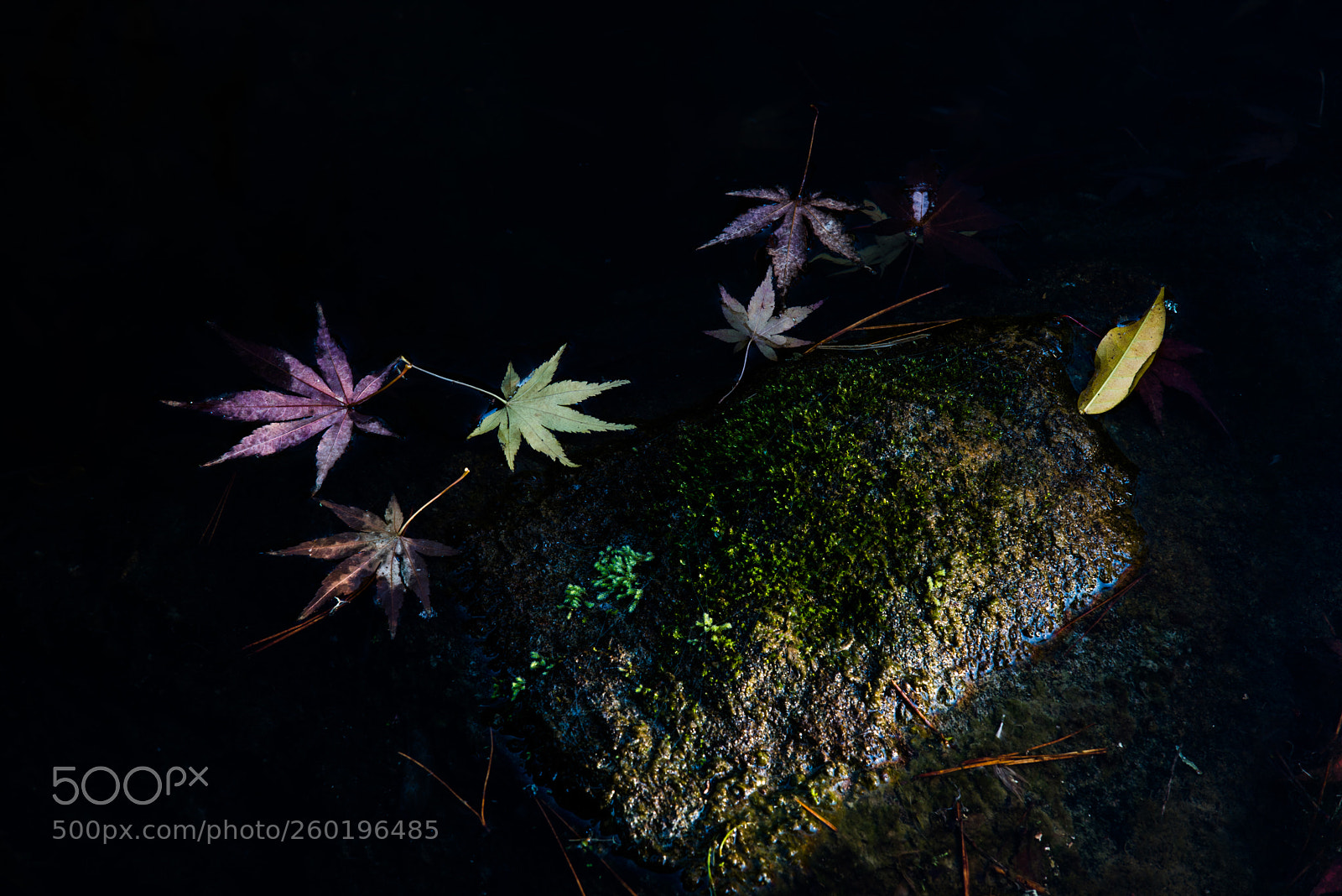 Nikon D810 sample photo. Floating autumn leaf photography