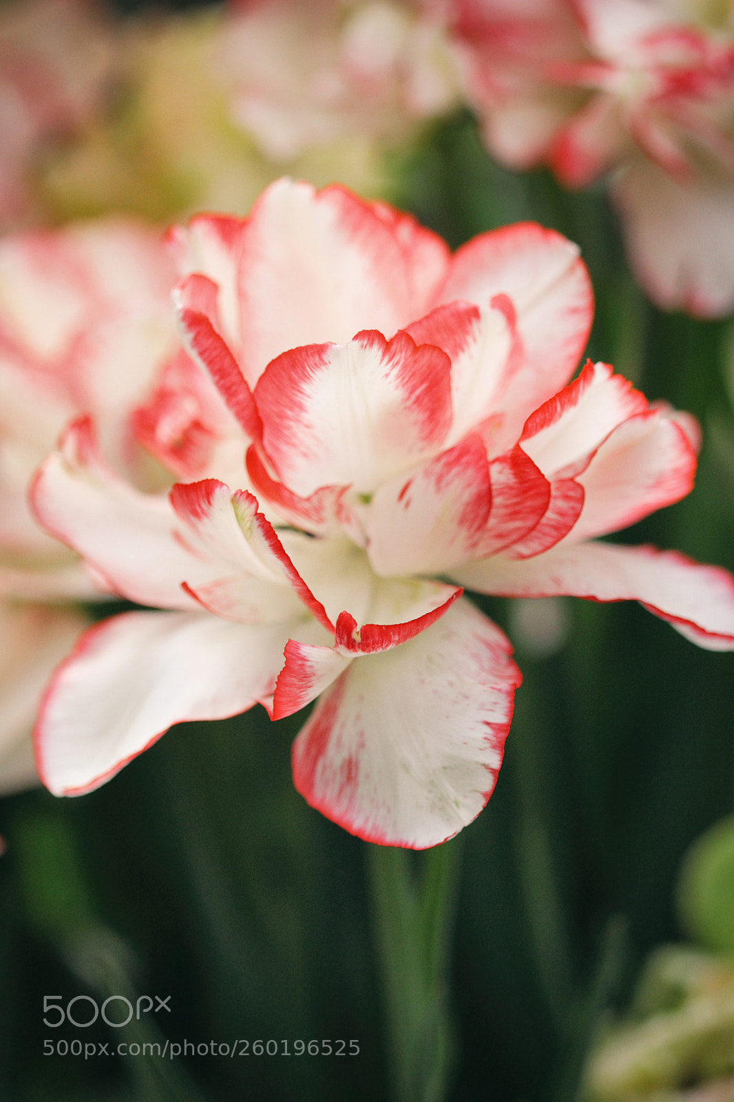 Canon EOS 600D (Rebel EOS T3i / EOS Kiss X5) sample photo. Tulip photography