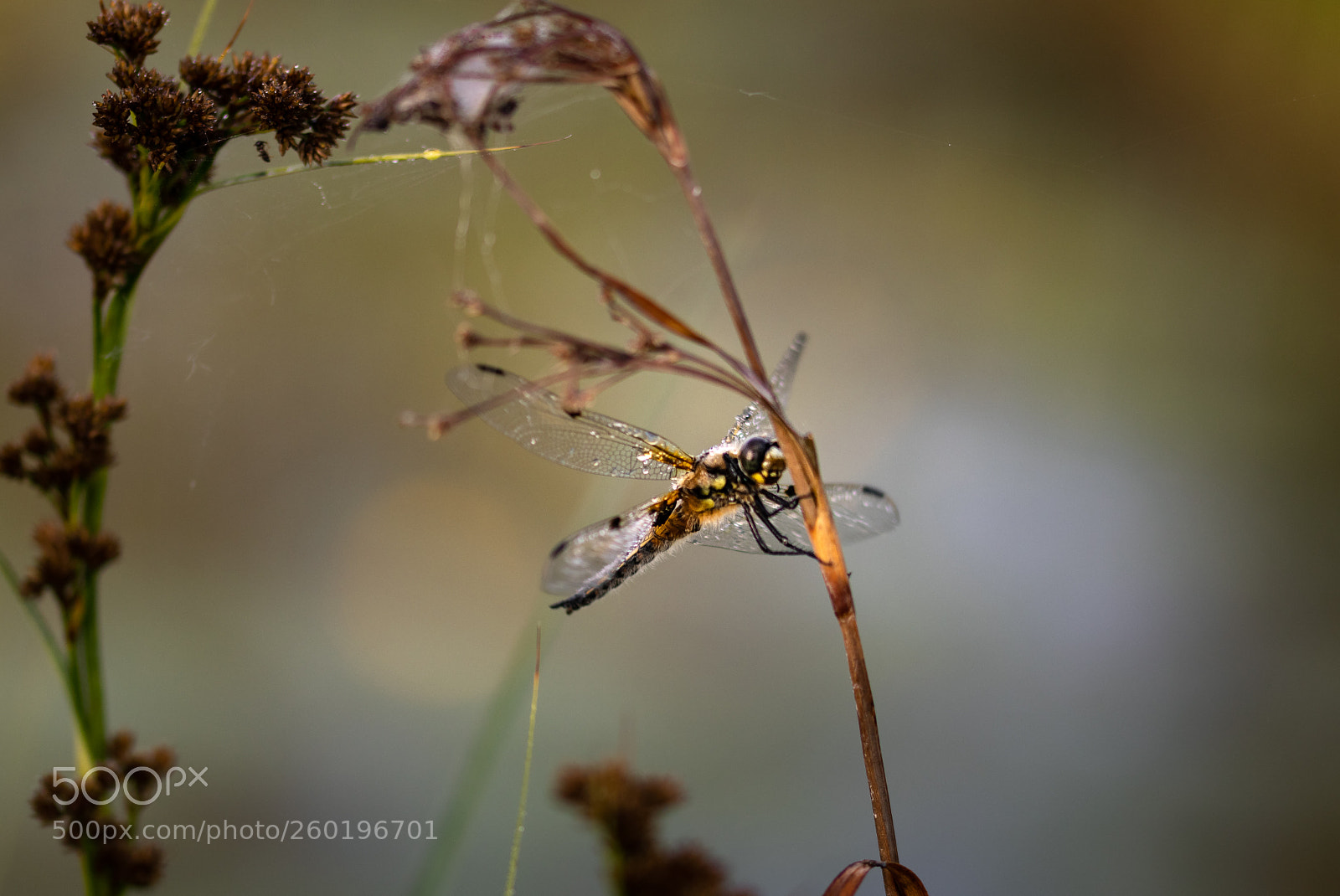 Canon EOS 80D sample photo. Wake up dragonfly photography