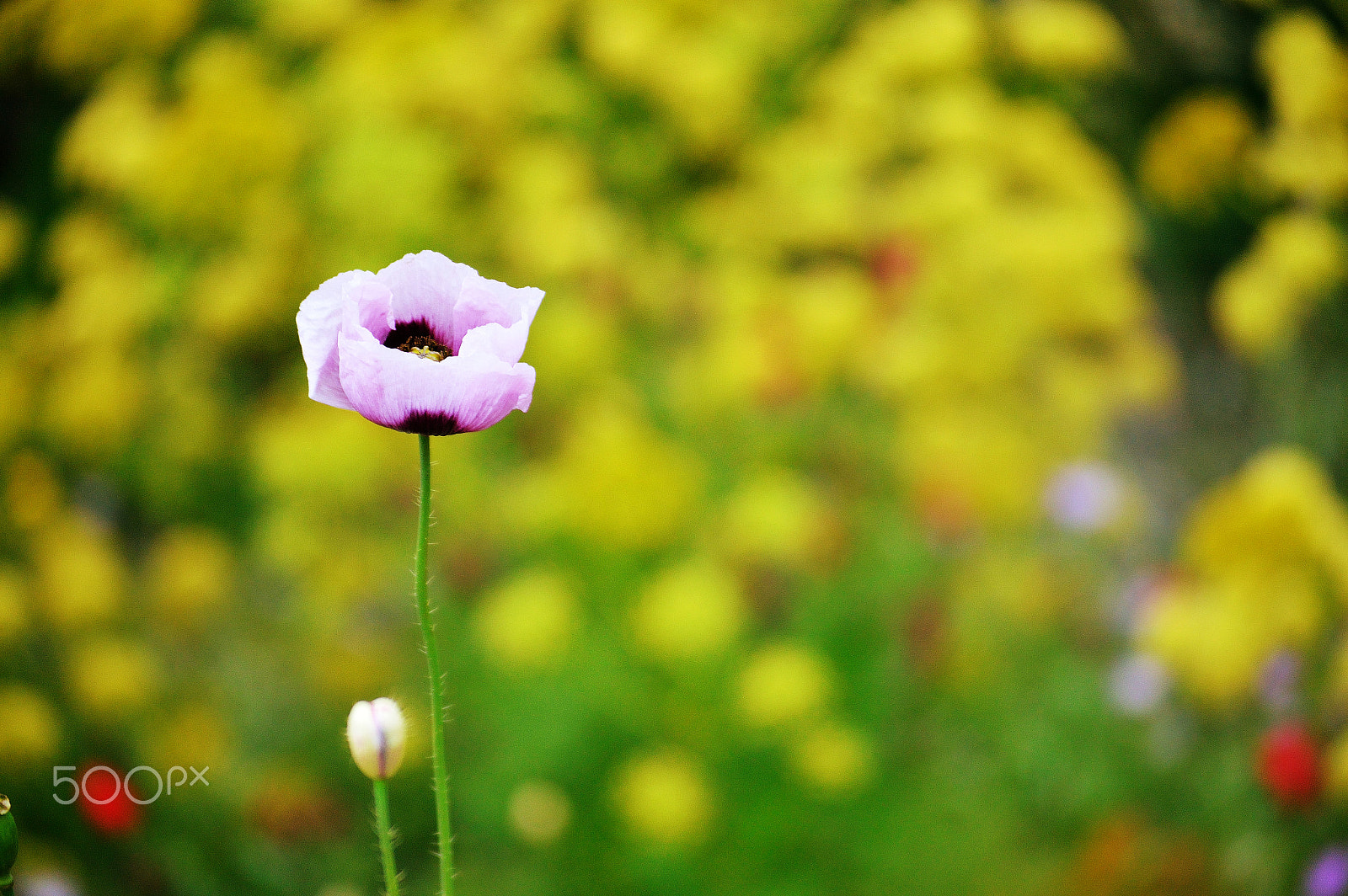 Nikon D3200 sample photo. Pink poppy photography