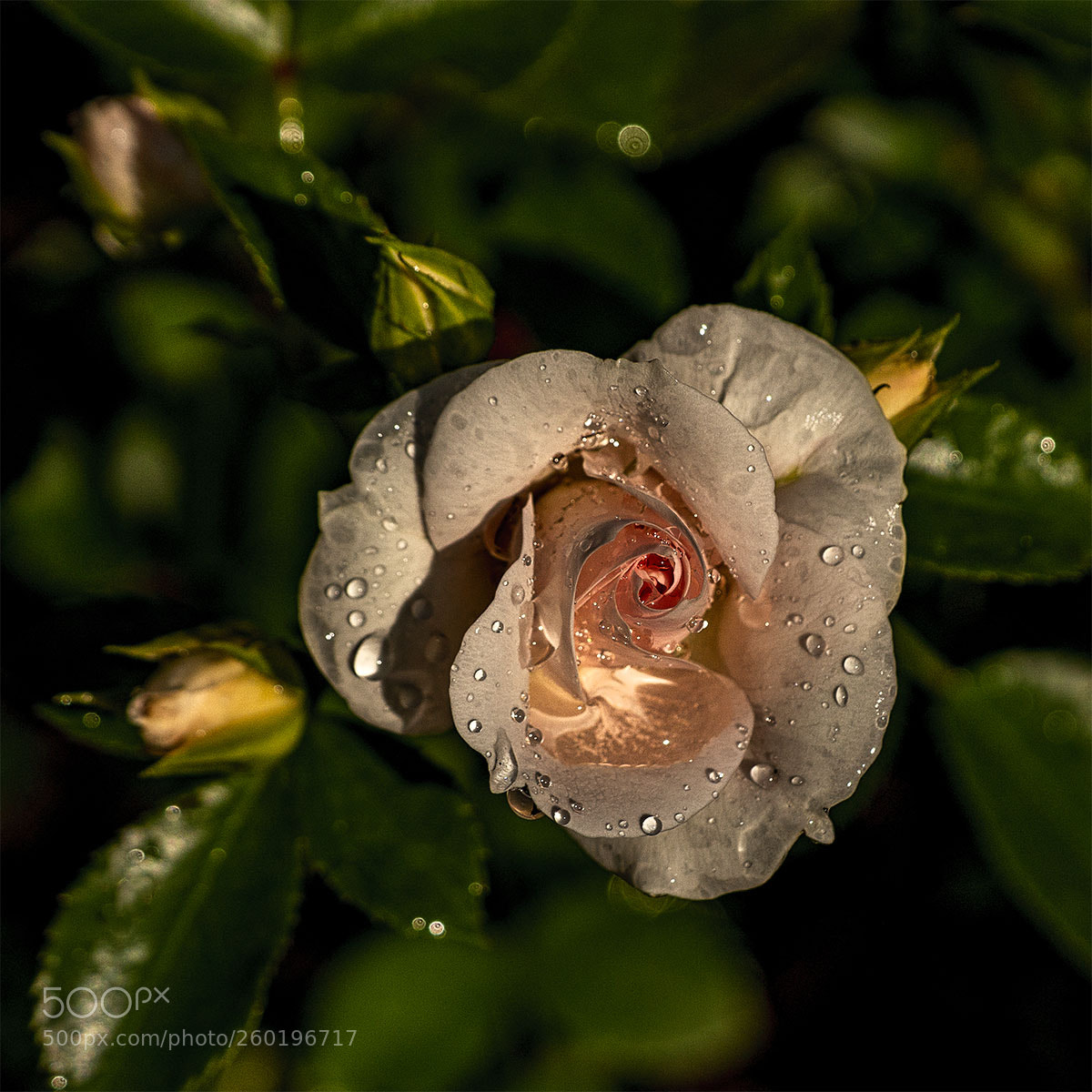Sony a6300 sample photo. Blüten 310518-002 photography