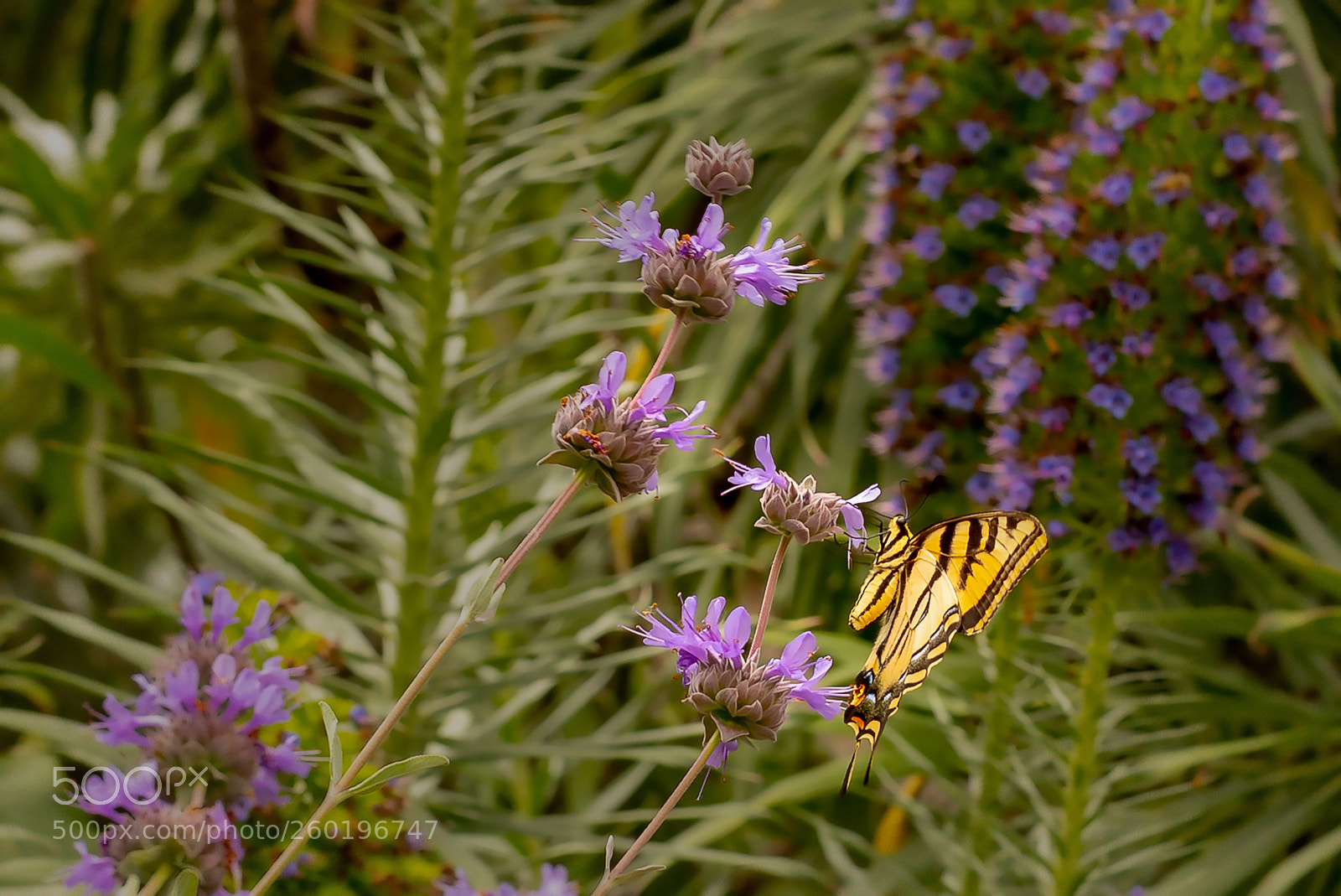 Canon EOS 5D Mark IV sample photo. Yellow butterfly photography