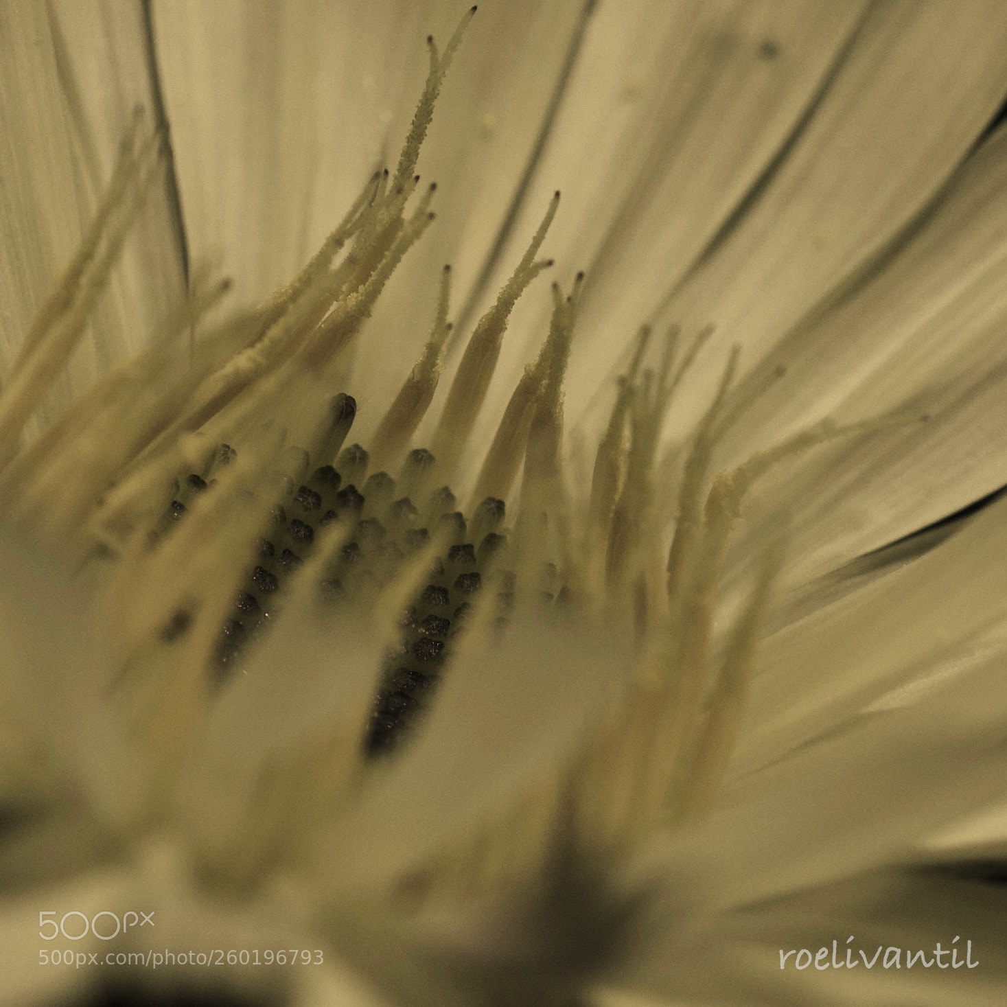 Nikon D750 sample photo. In the heart photography