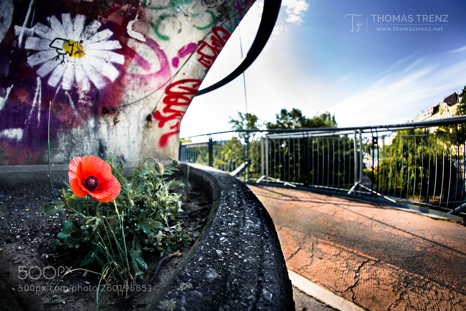Nikon D600 sample photo. City poppy photography