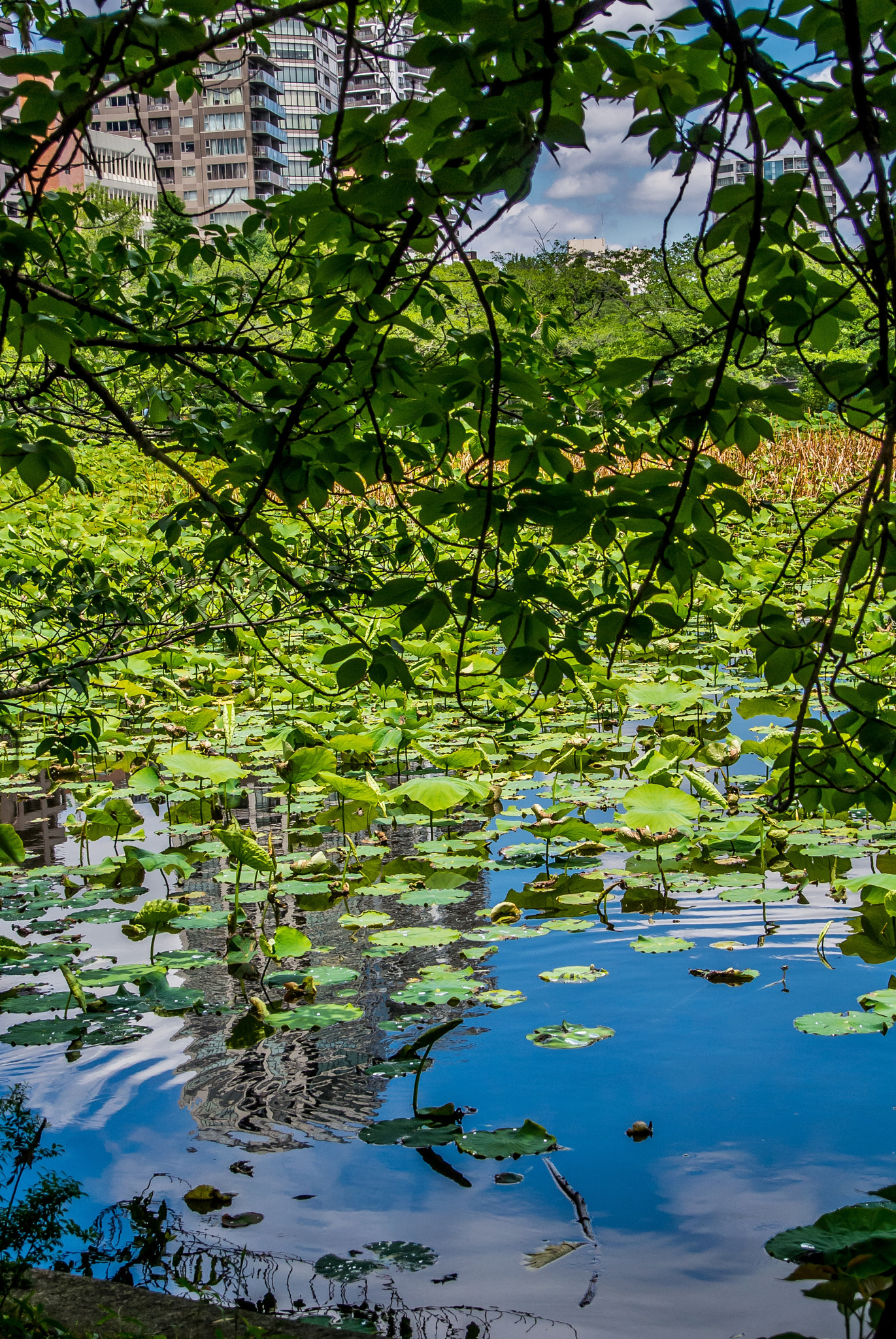 Nikon 1 V1 sample photo. Landscape in the pond photography