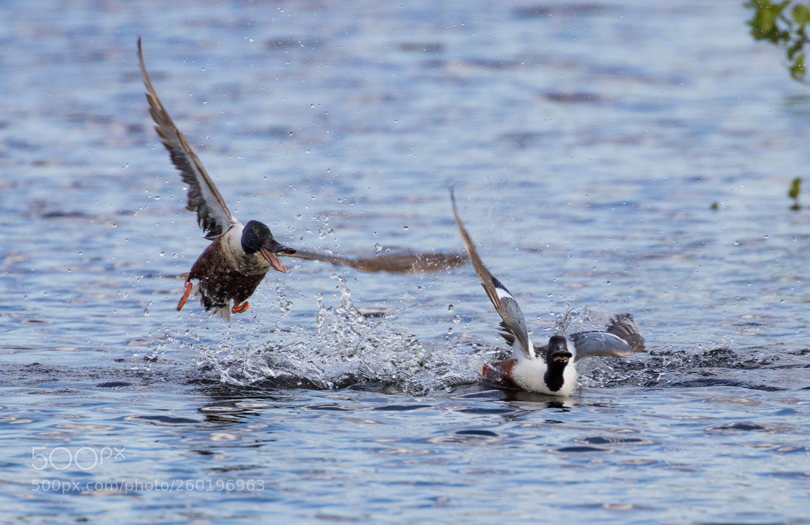 Canon EOS 80D sample photo. The northern shoveler spatula photography